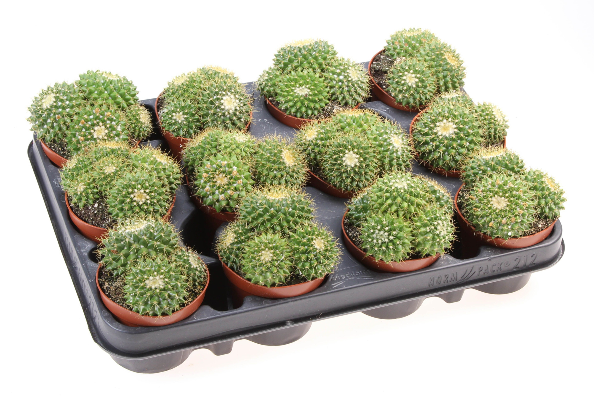 Mammillaria marksiana, D 8,5