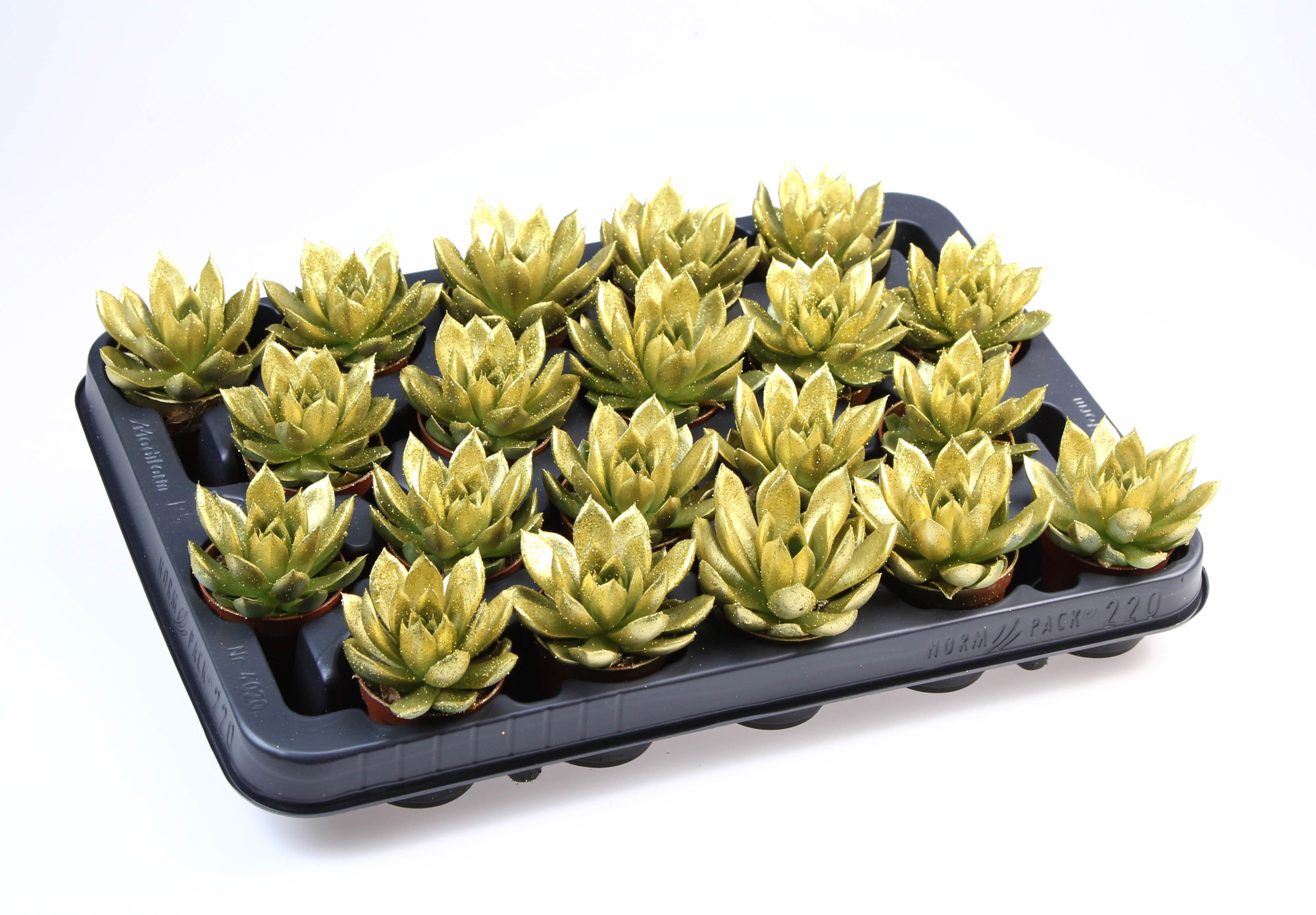 Miranda goud + bio glitter, D 5,5