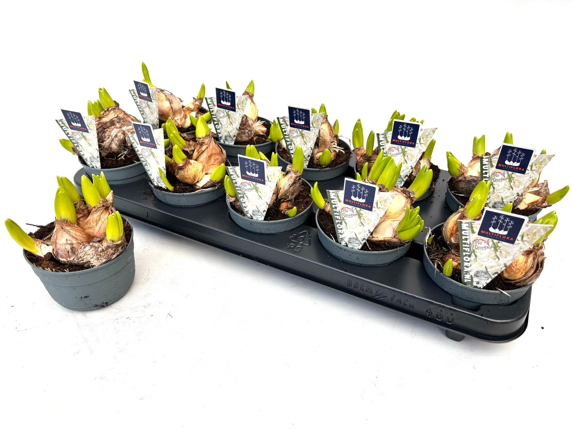 10.5 cm WIT Hyacint Multiflora, D 10,5