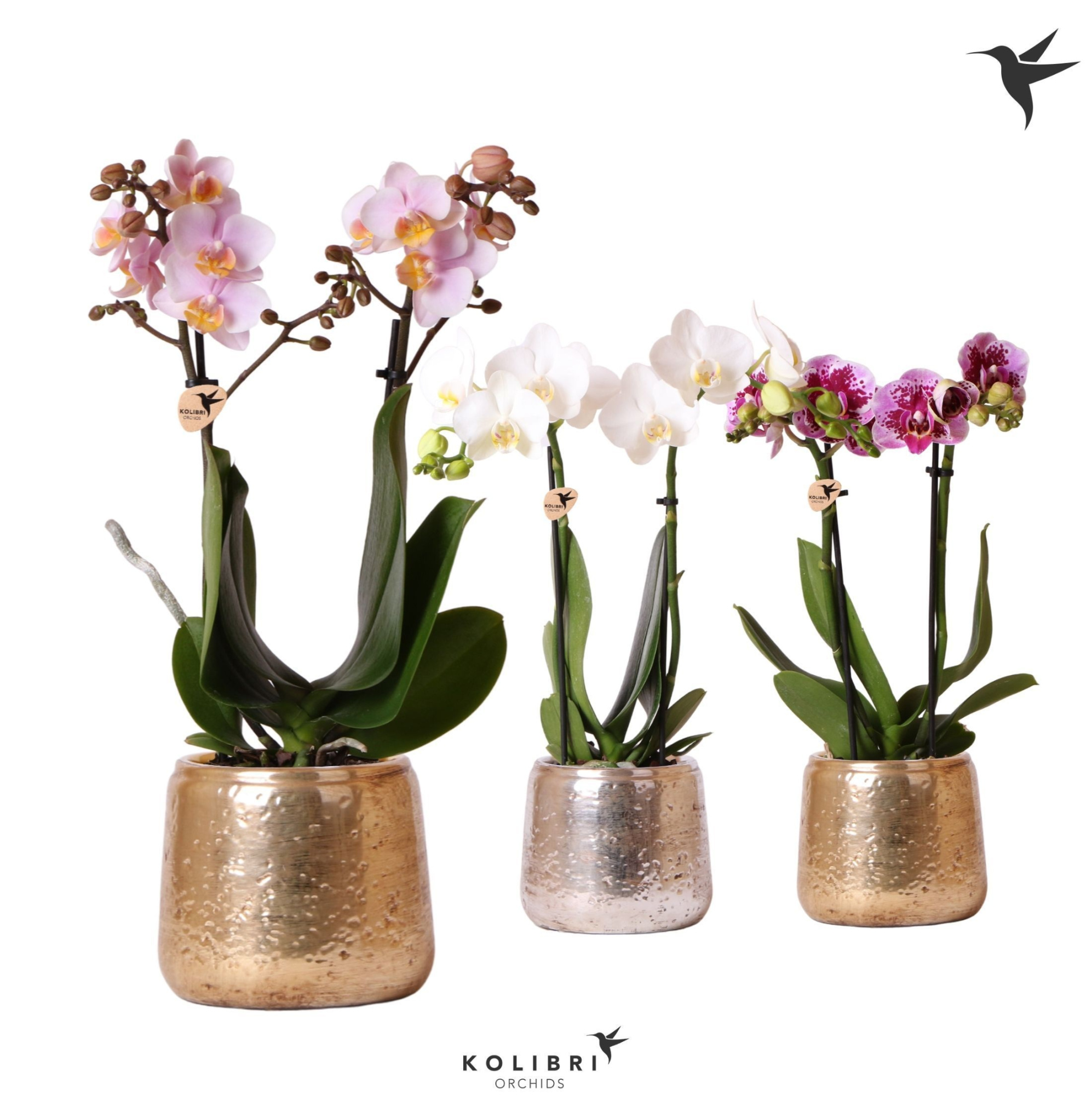 Kolibri Orchids Phalaenopsis mix 2 spike in Luxury pot mix, D 9