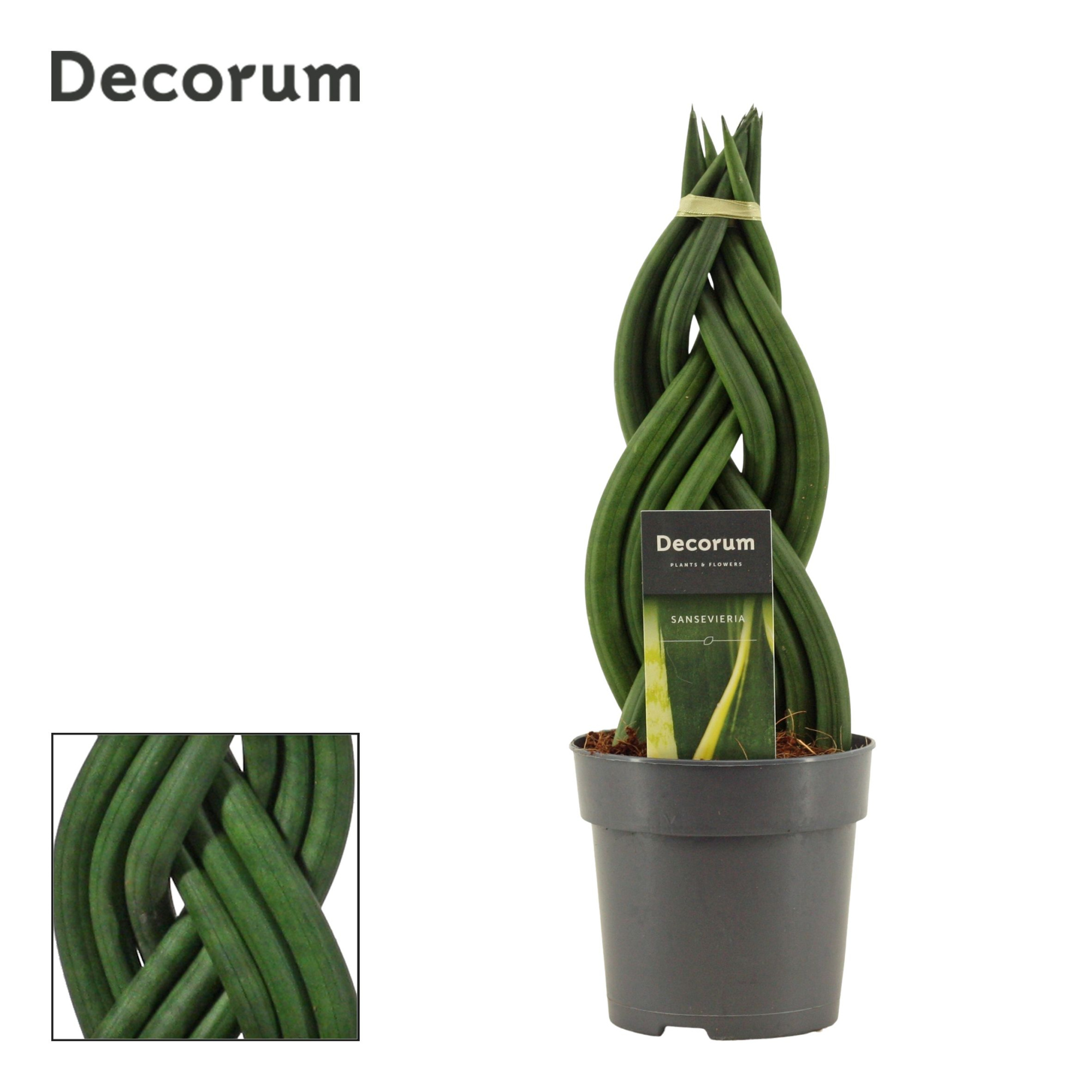 Sansevieria Cylindrica 12 cm Braid (Decorum), D 12