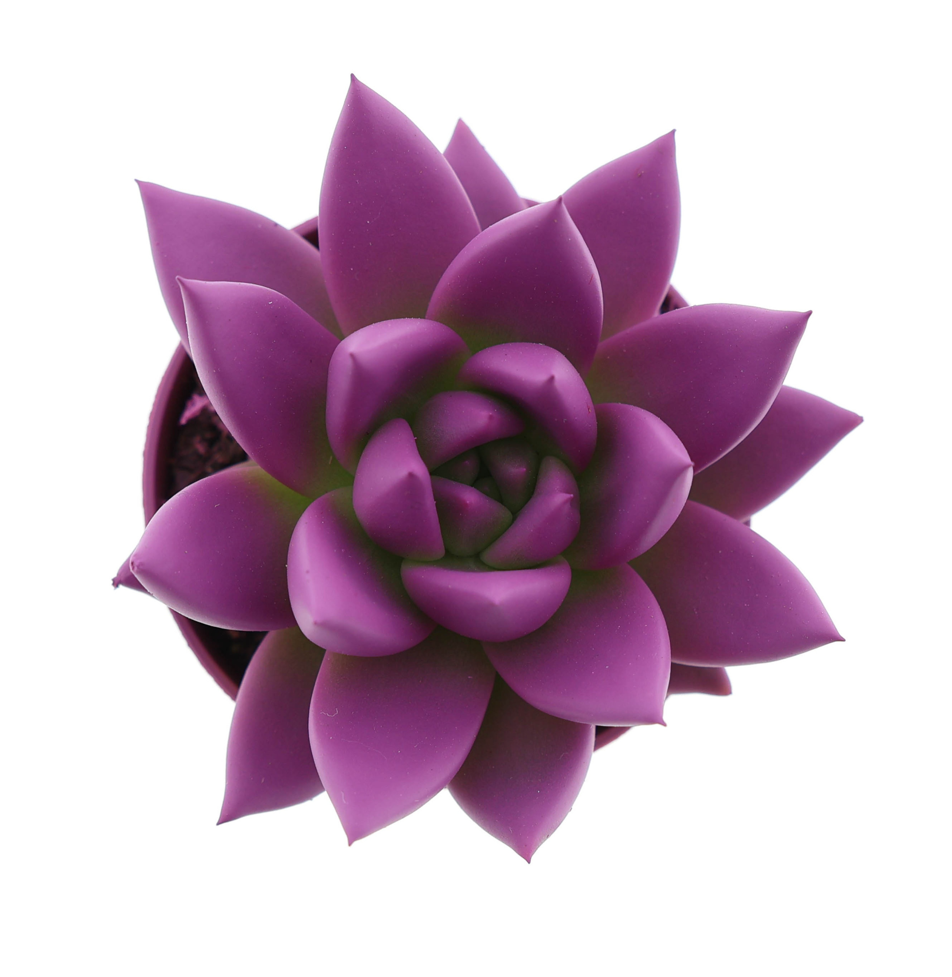 Rainbow fuchsia, D 5,5