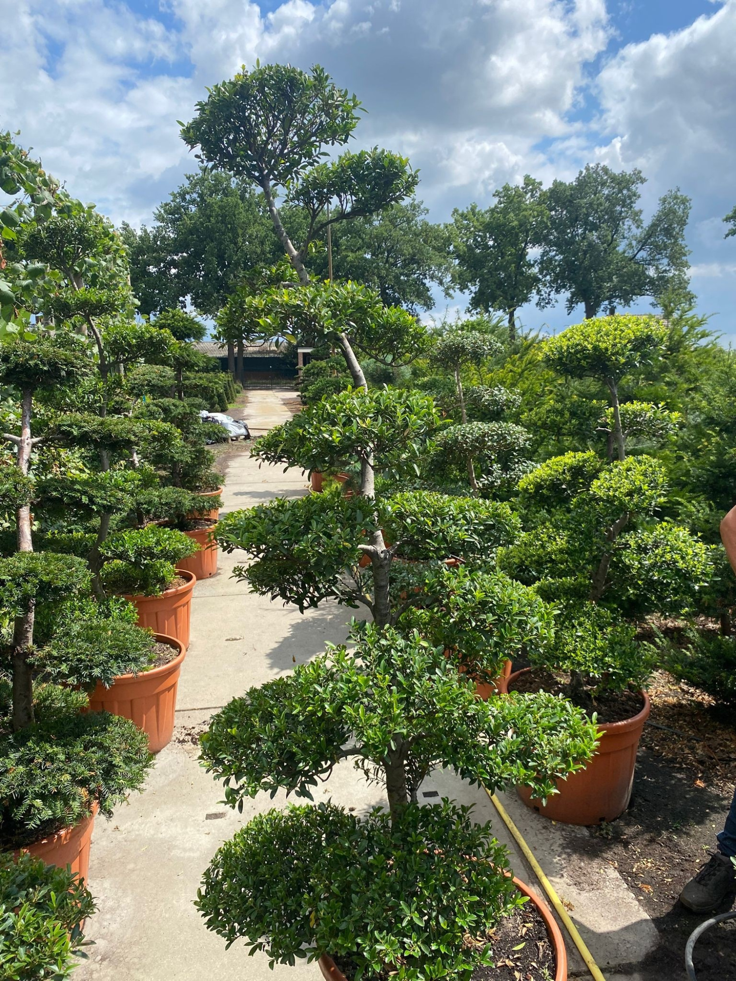 Ilex crenata 'Blondy' --bonsai 200 cm, D 65
