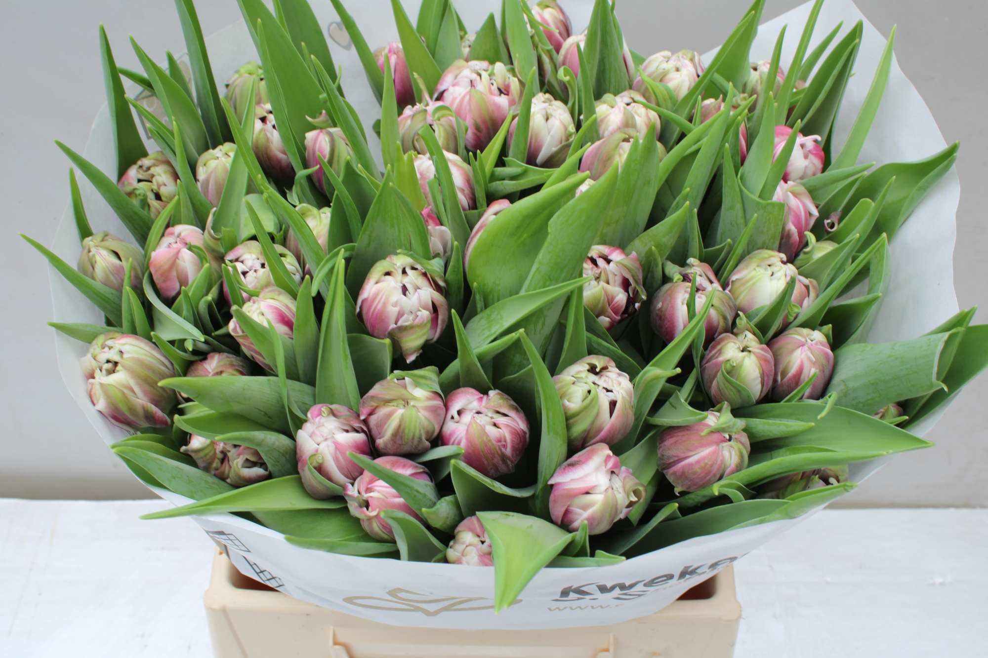 Тюльпан дв. Джосер, шт.