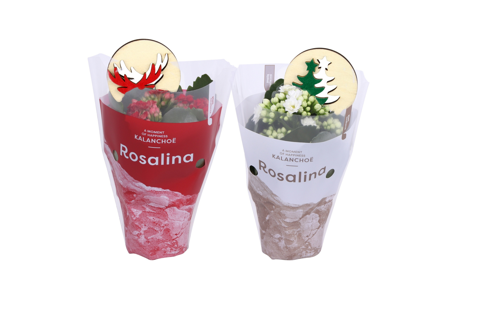 Kalanchoe Rosalina 07cm rood/wit, TST hoes Kerst + bijsteker, D 7