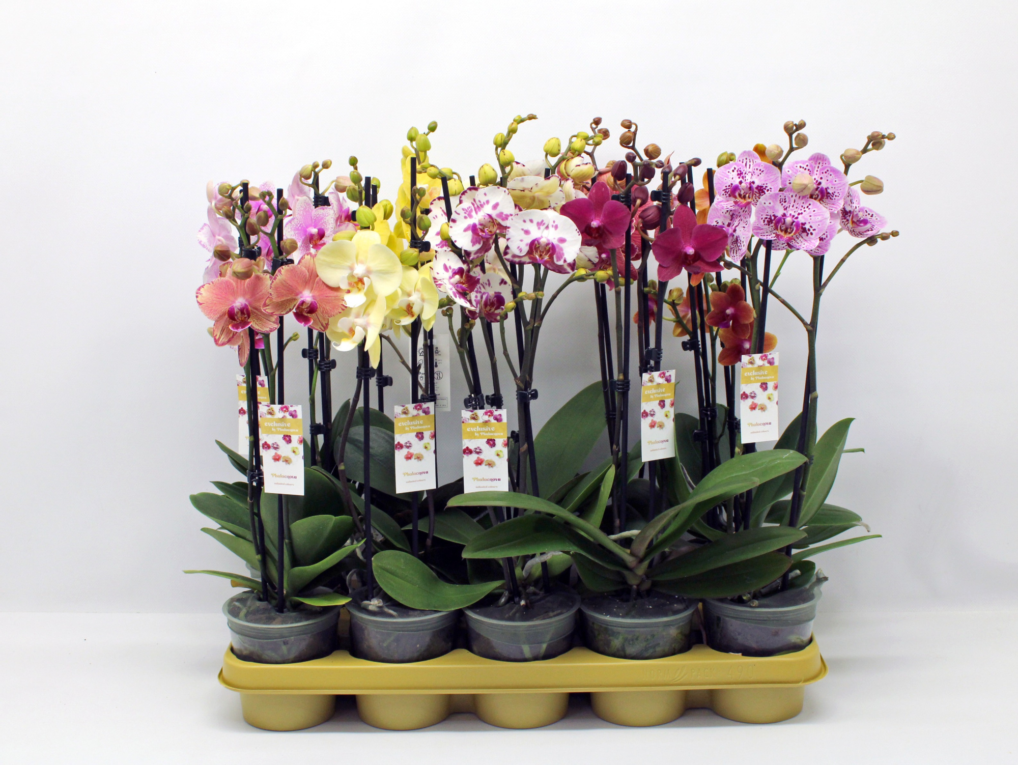 Gemengd 2-tak 50cm (GROEN), D 12