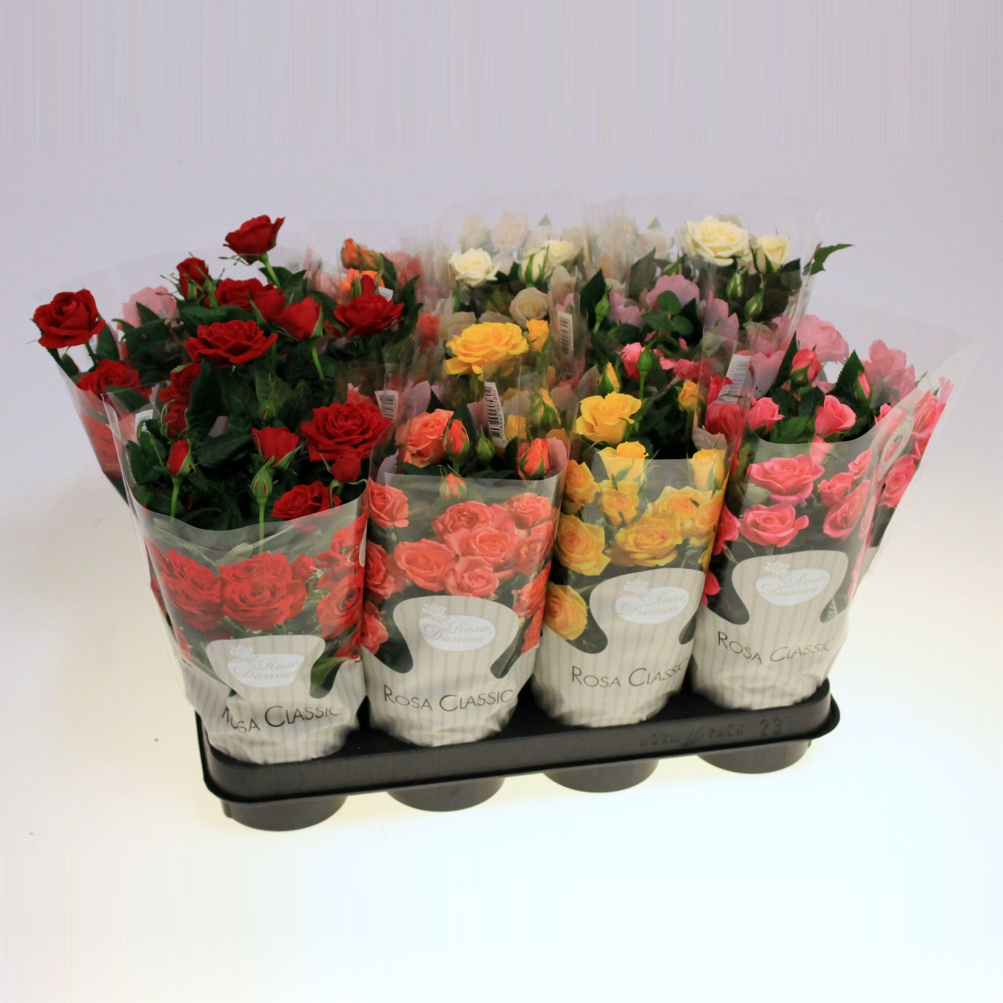 Rosa gemengd Kordana Classic (kleinbloemig), D 10,5