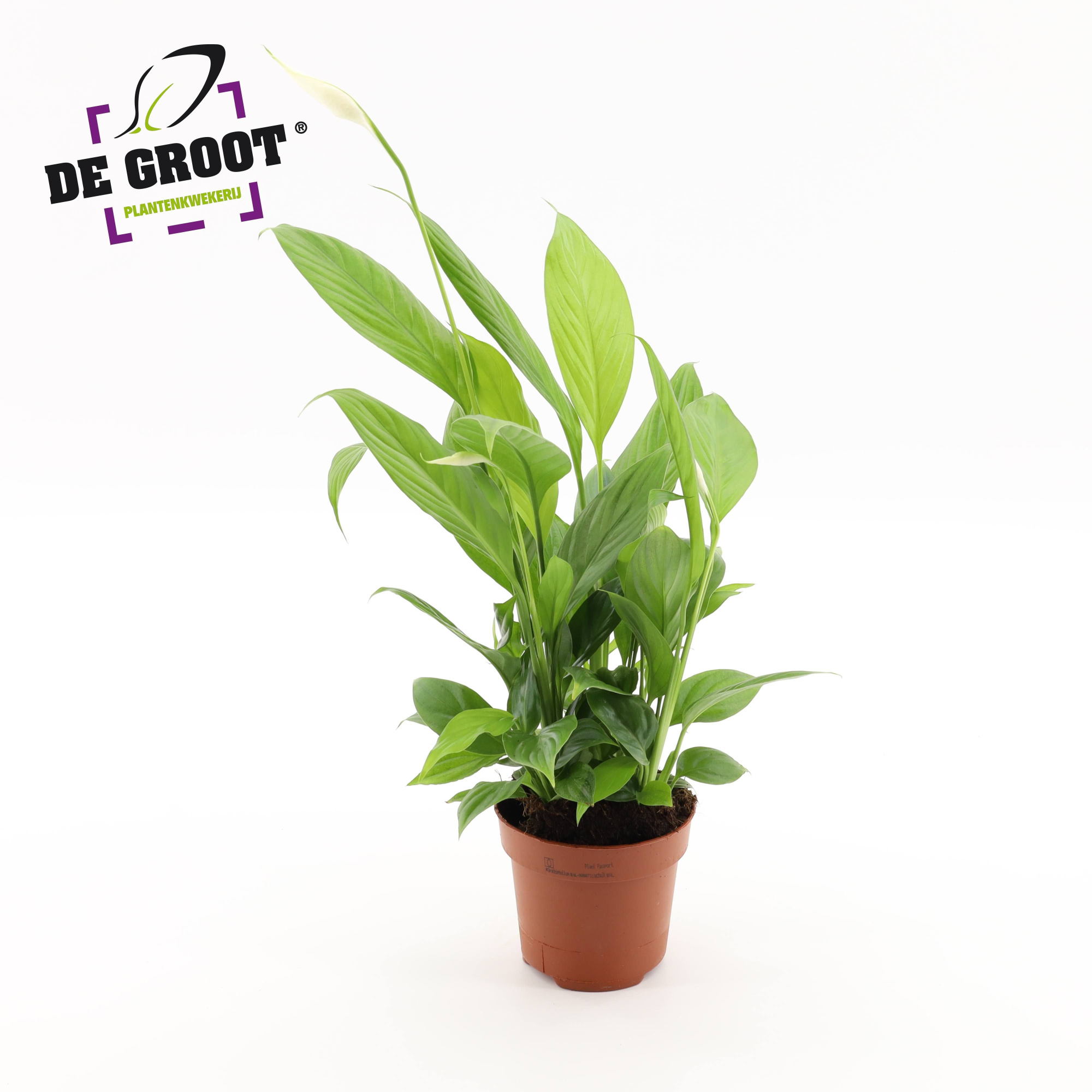 Spathiphyllum alana, D 12