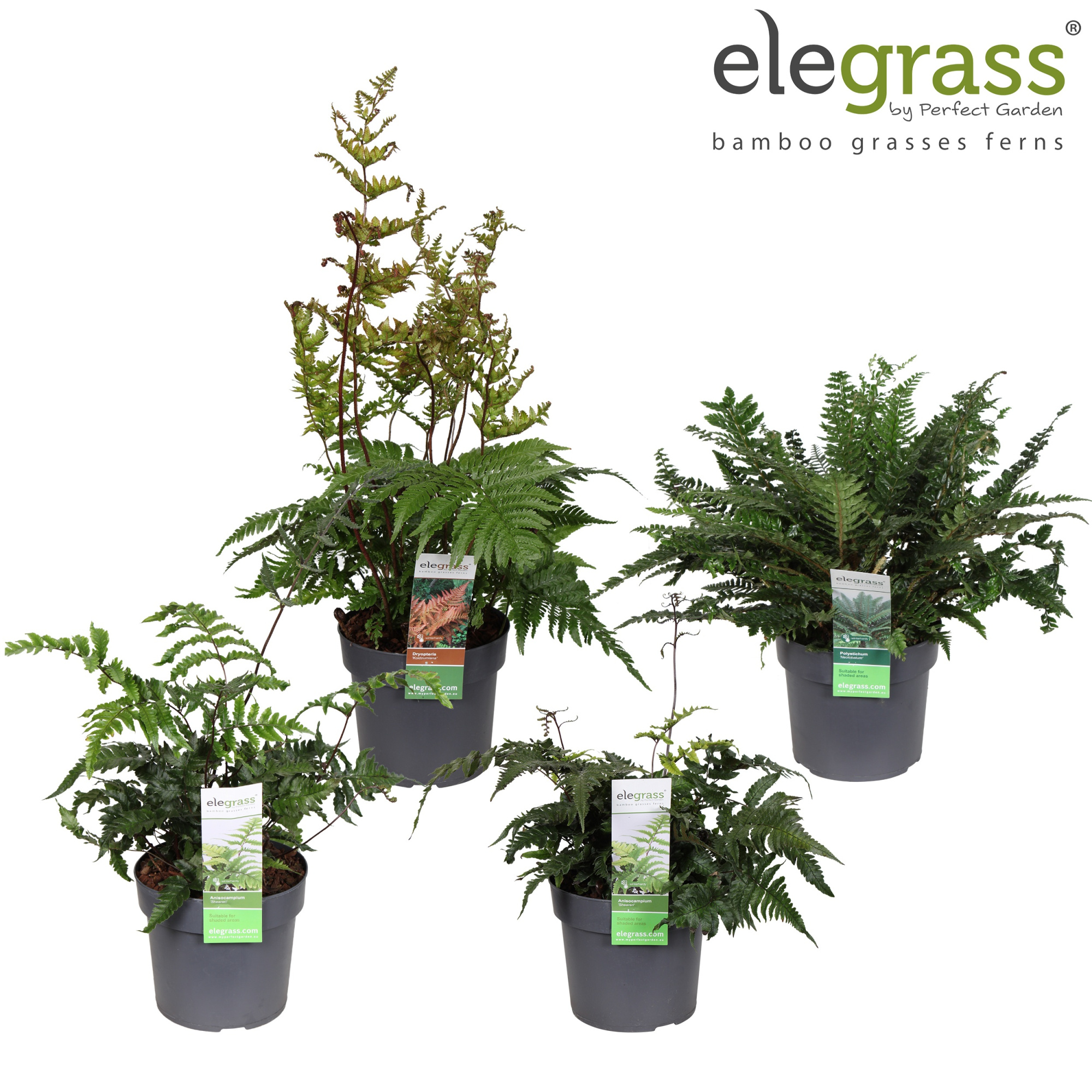 Varens mix laag in tray P19, D 19