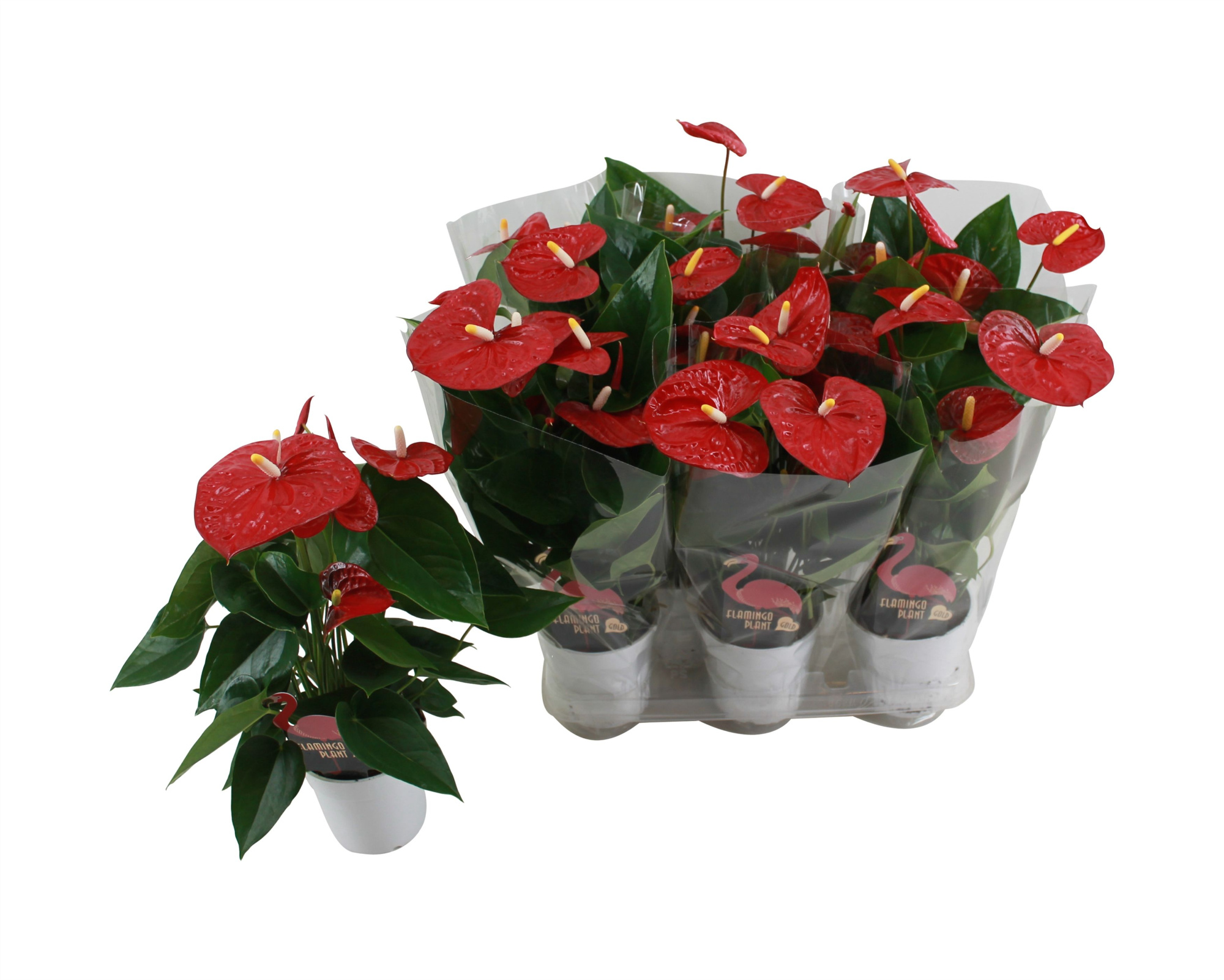 Anthurium XL.9 Jambo Red 12cm met blanco hoes, D 12