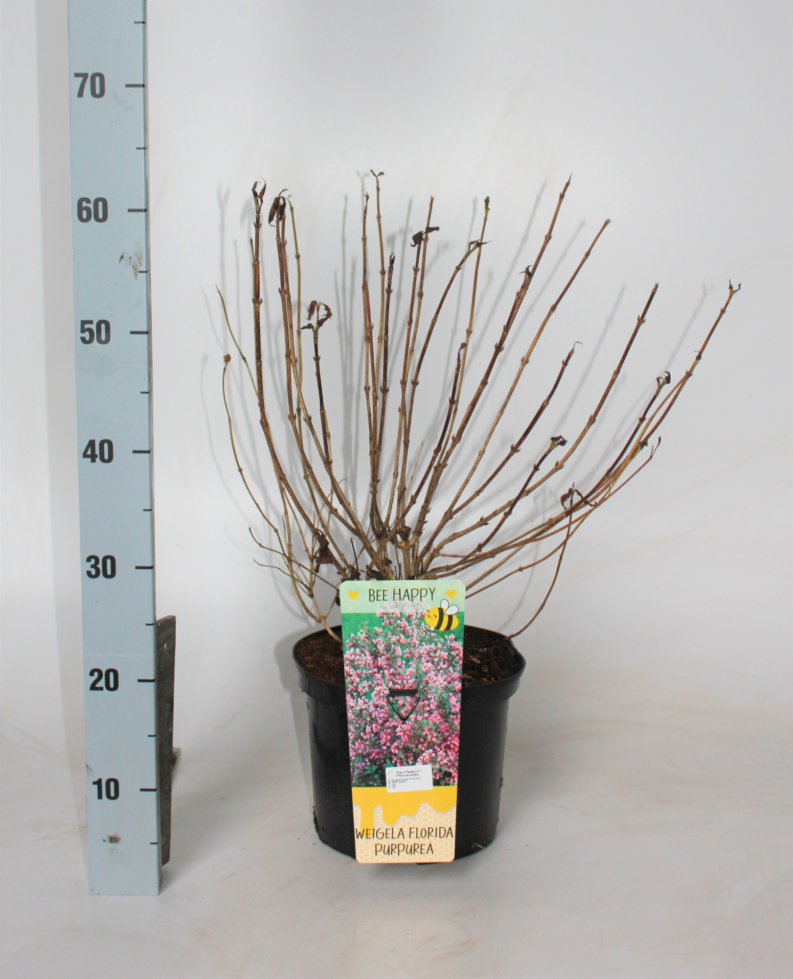 Weigela florida 'Purpurea', D 23