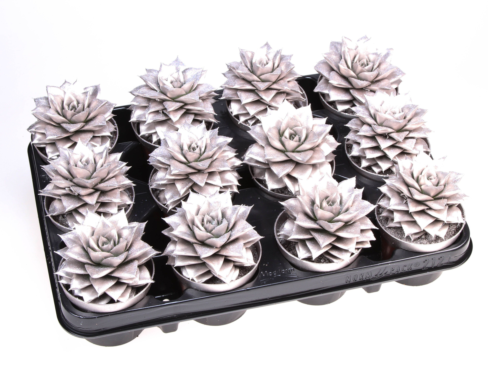 Purper champagne + bio glitter, D 8,5