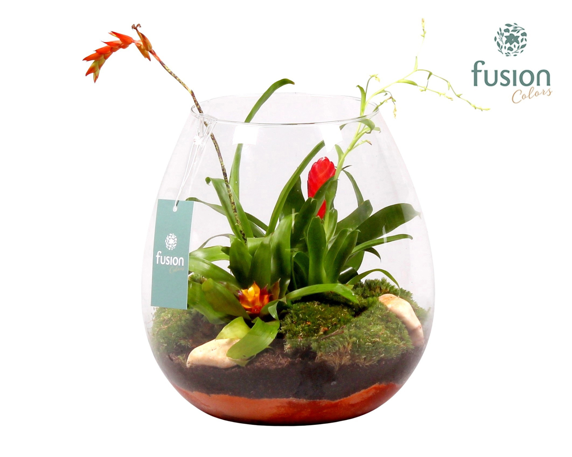 Green Bottle Abby Large met Bromelia, D 24