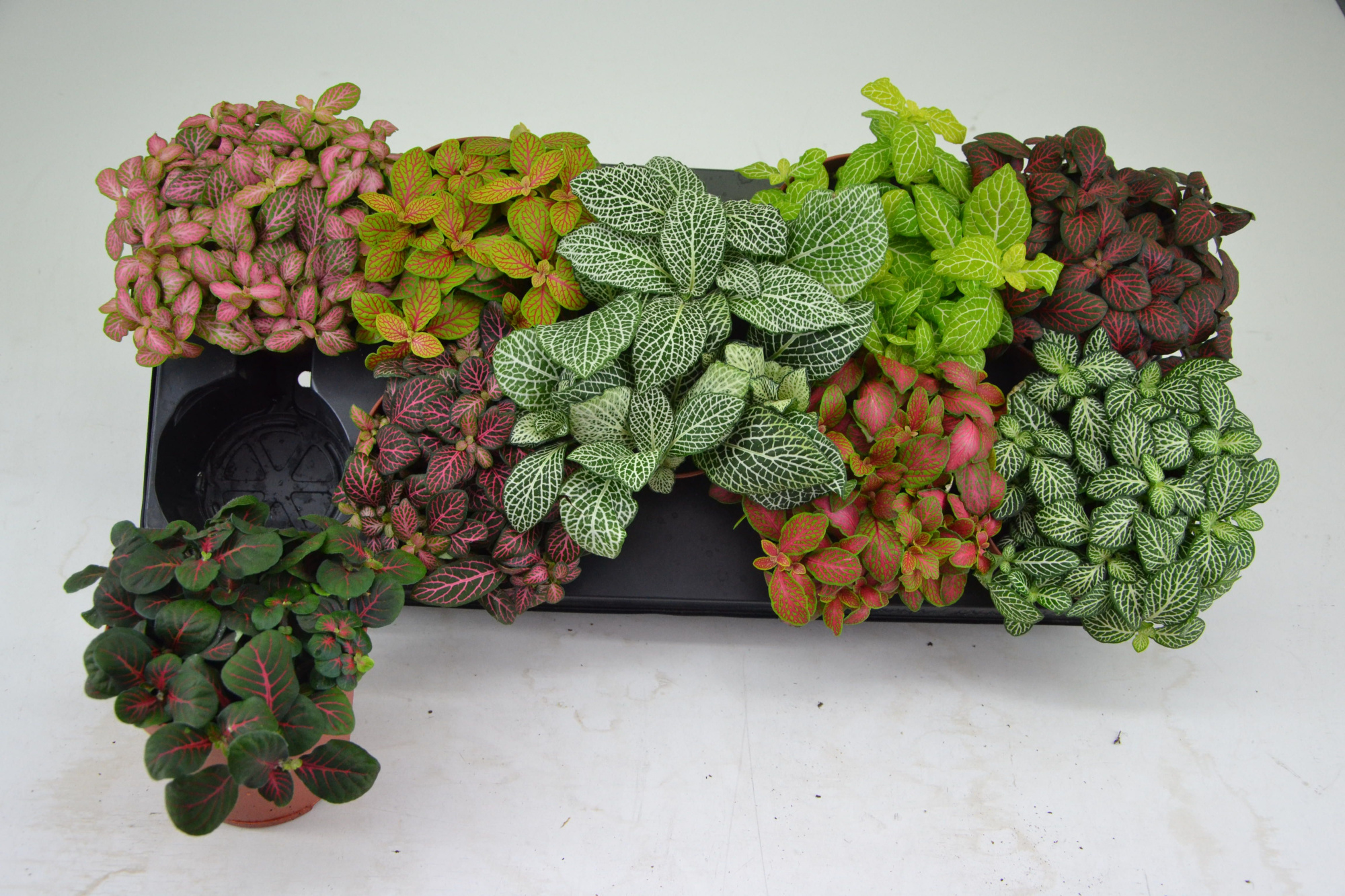 FITTONIA 12 CM. POT MIX, D 12
