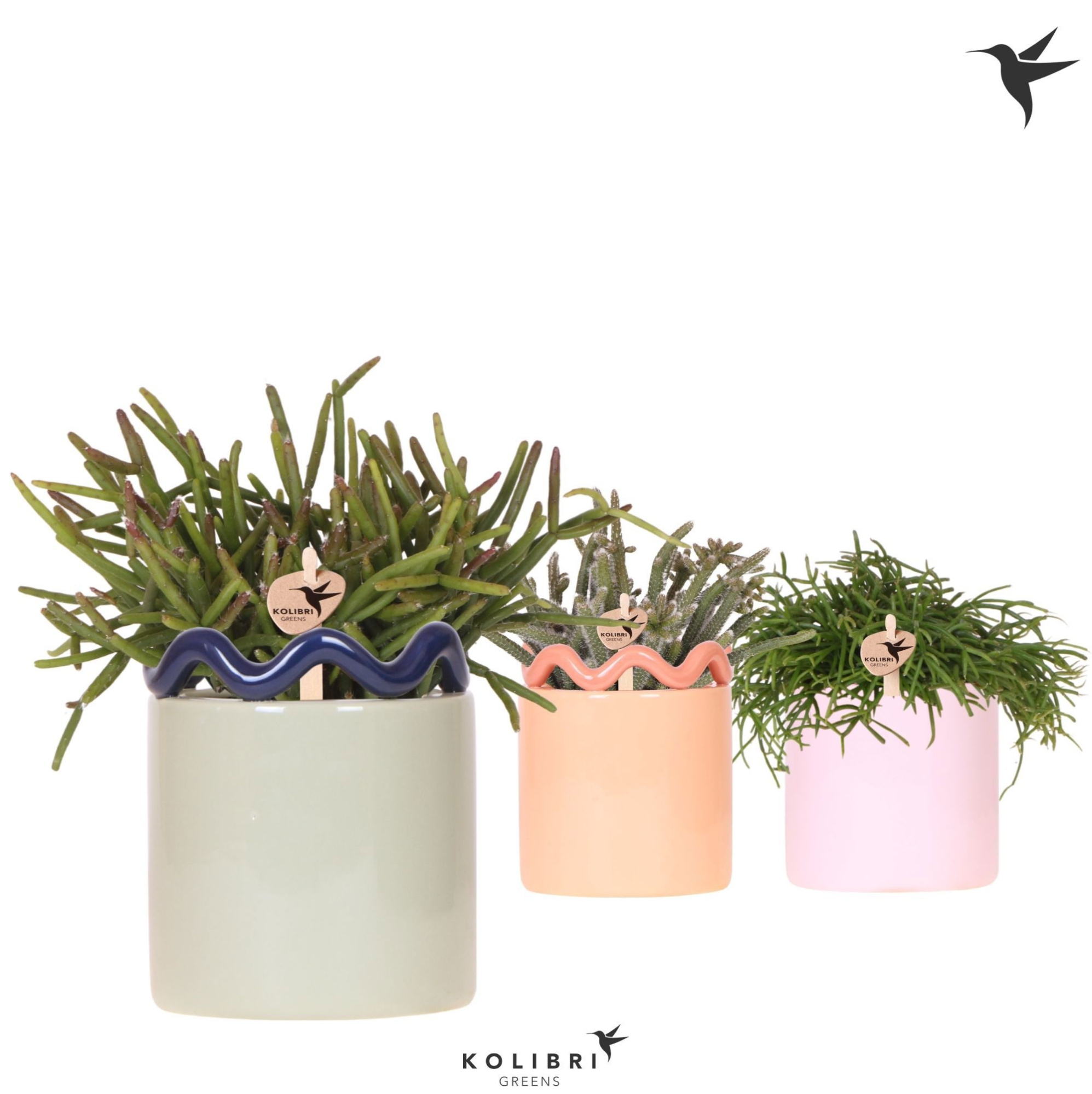 Kolibri Greens Rhipsalis mix in Funky pot mix, D 9