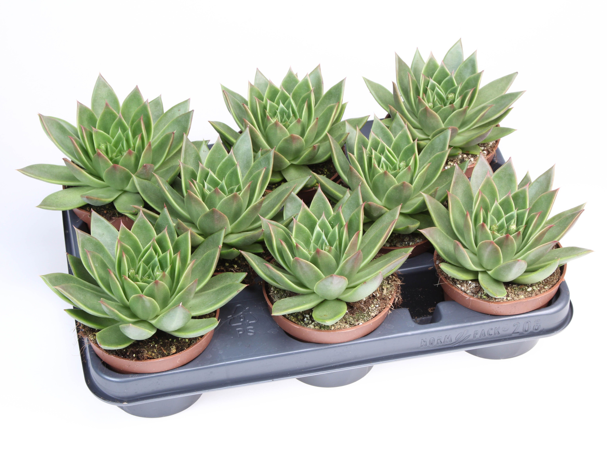 Echeveria maxxus, D 10,5