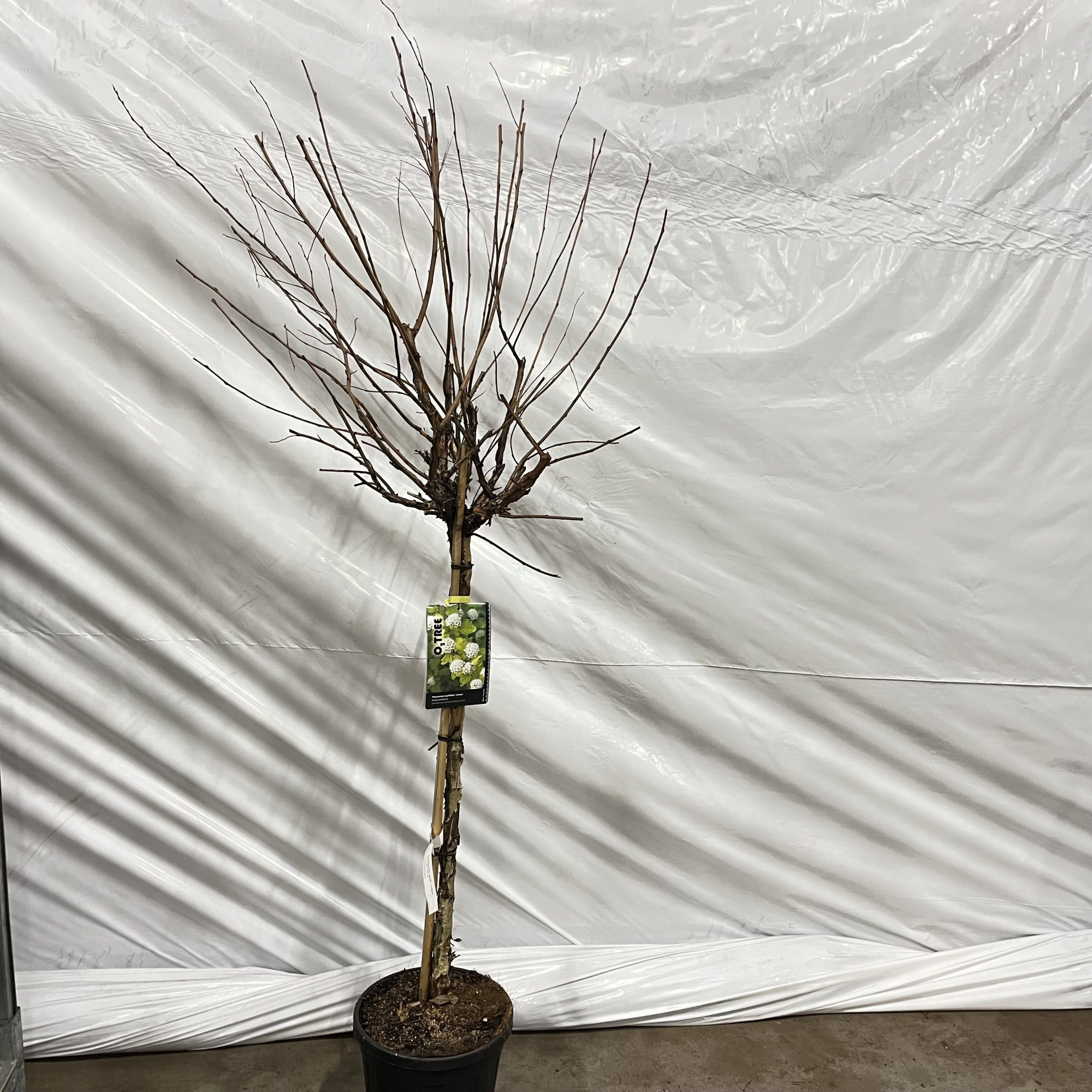 Physocarpus opulifolius 'Luteus' -- stam 90 cm, D 29