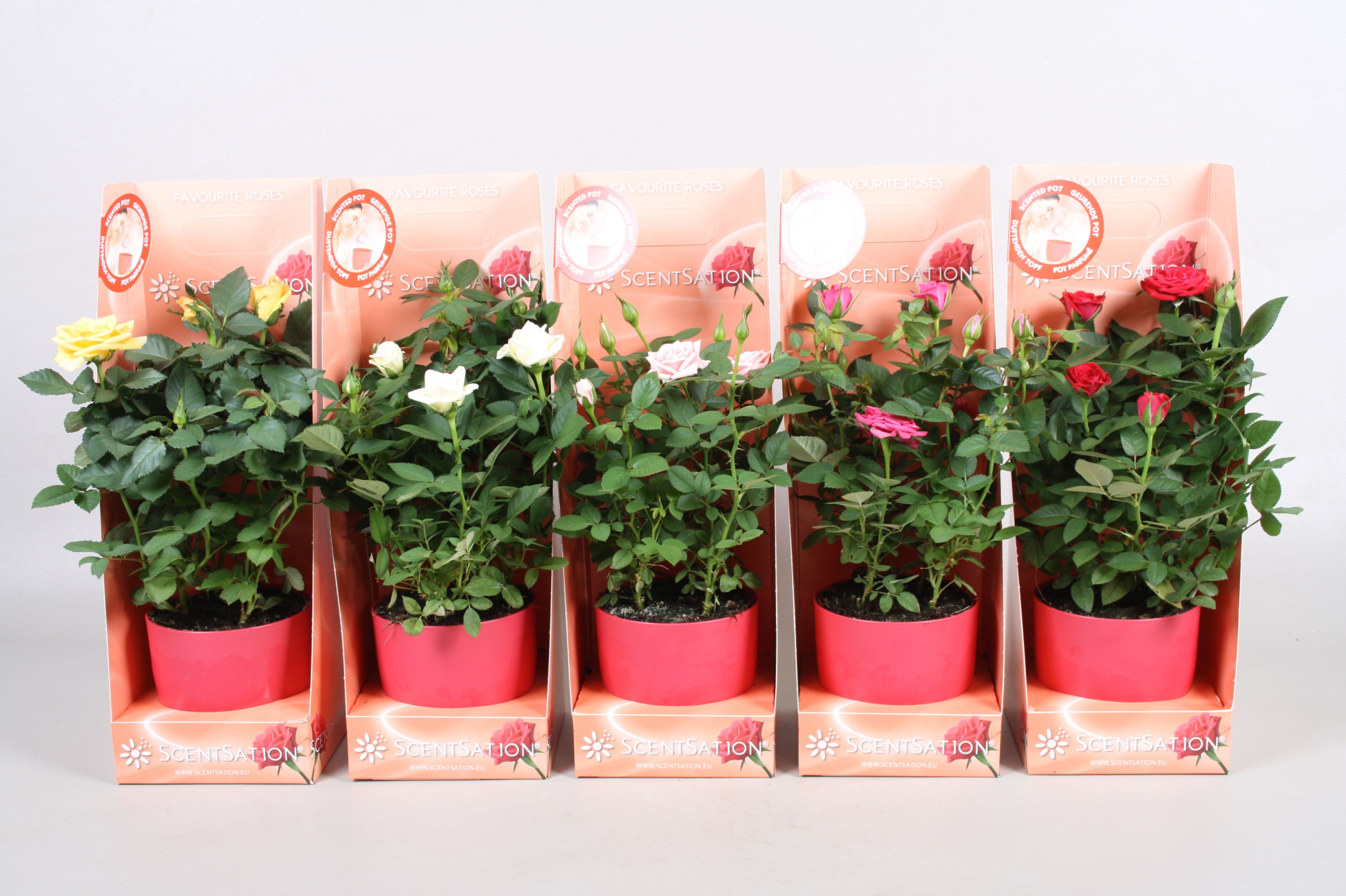 Rosa Favourite Roses gemengd Scentsation geurpot, D 10,5