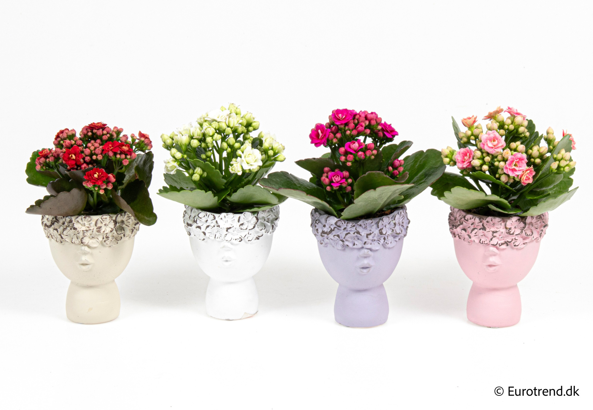 Kalanchoe Roseflowers in Valentine ceramic 2026, D 6