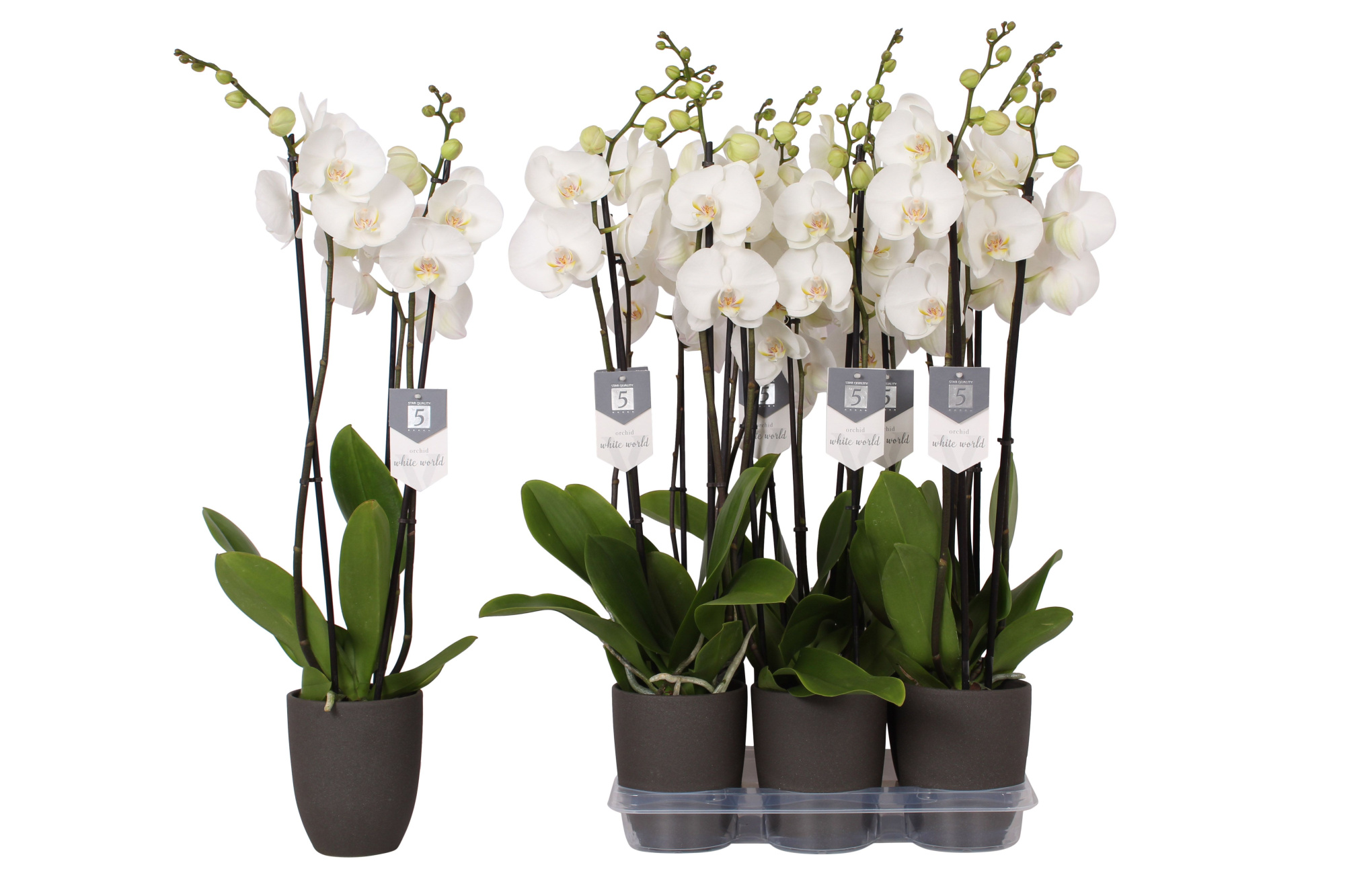 Phalaenopsis White World, 3-spike Anthracite Ceramics, D 12