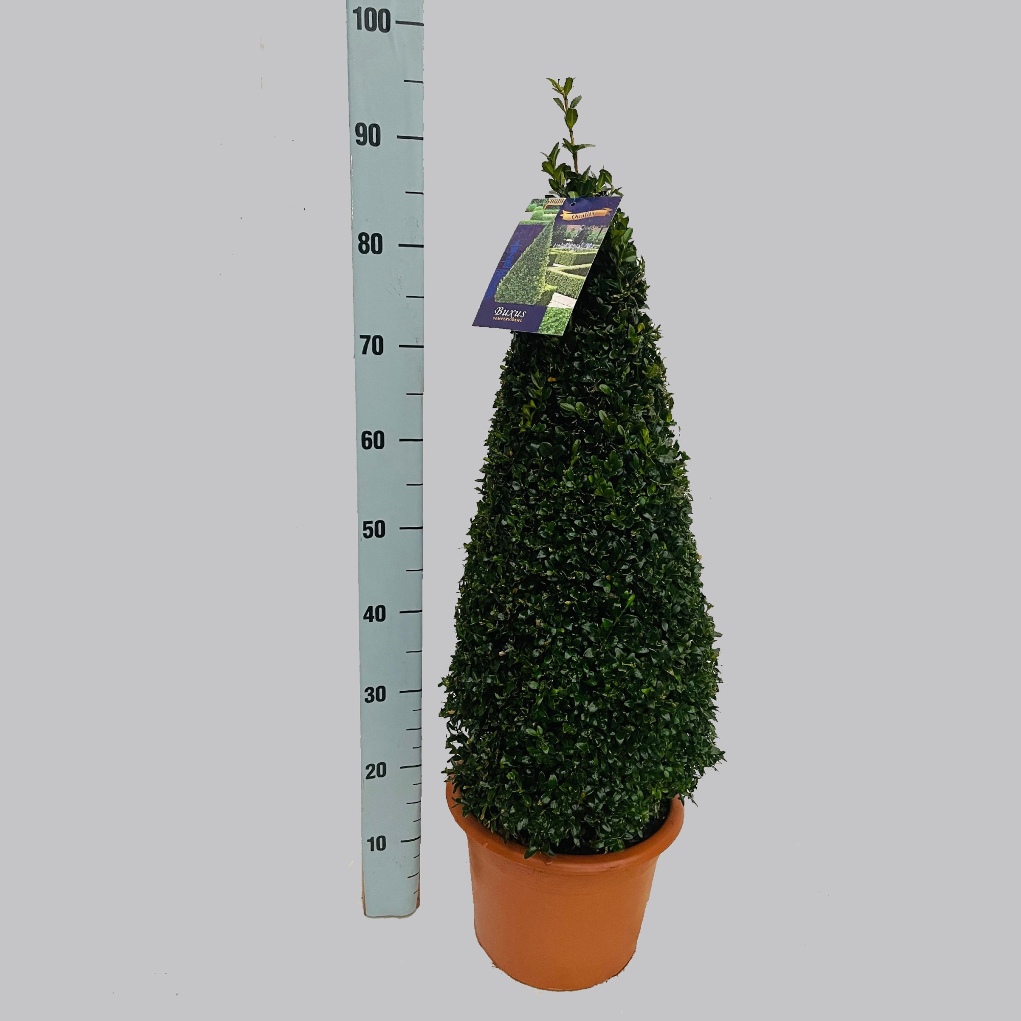 Buxus semp. 60-70 cm 26/TC7.5, D 26