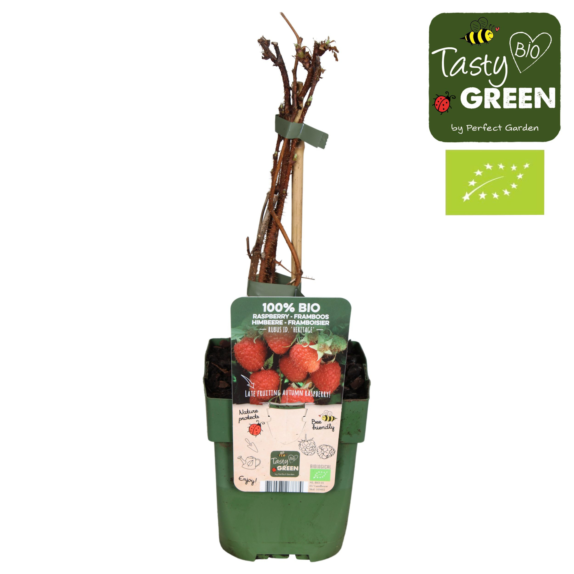 Rubus idaeus Heritage Bio P13, D 13