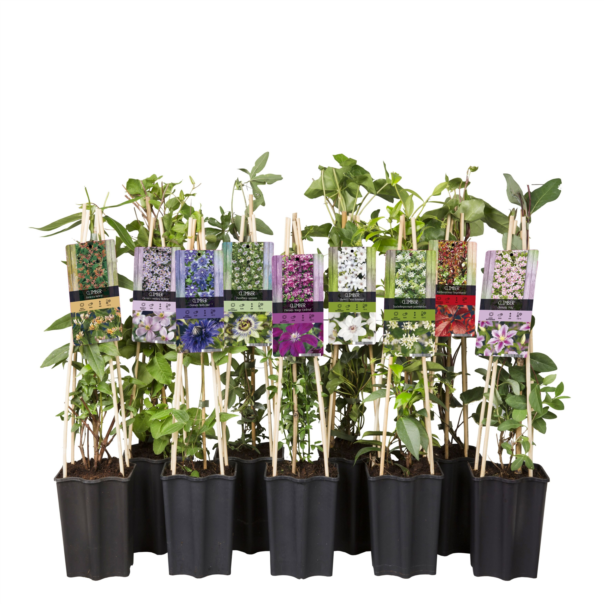 Mixtray 50% Clematis, 50% Climbers+light label, D 15