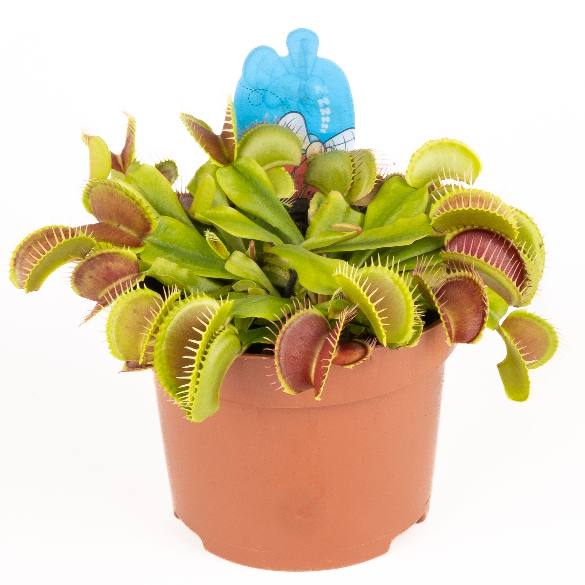 Dionaea muscipula, D 12