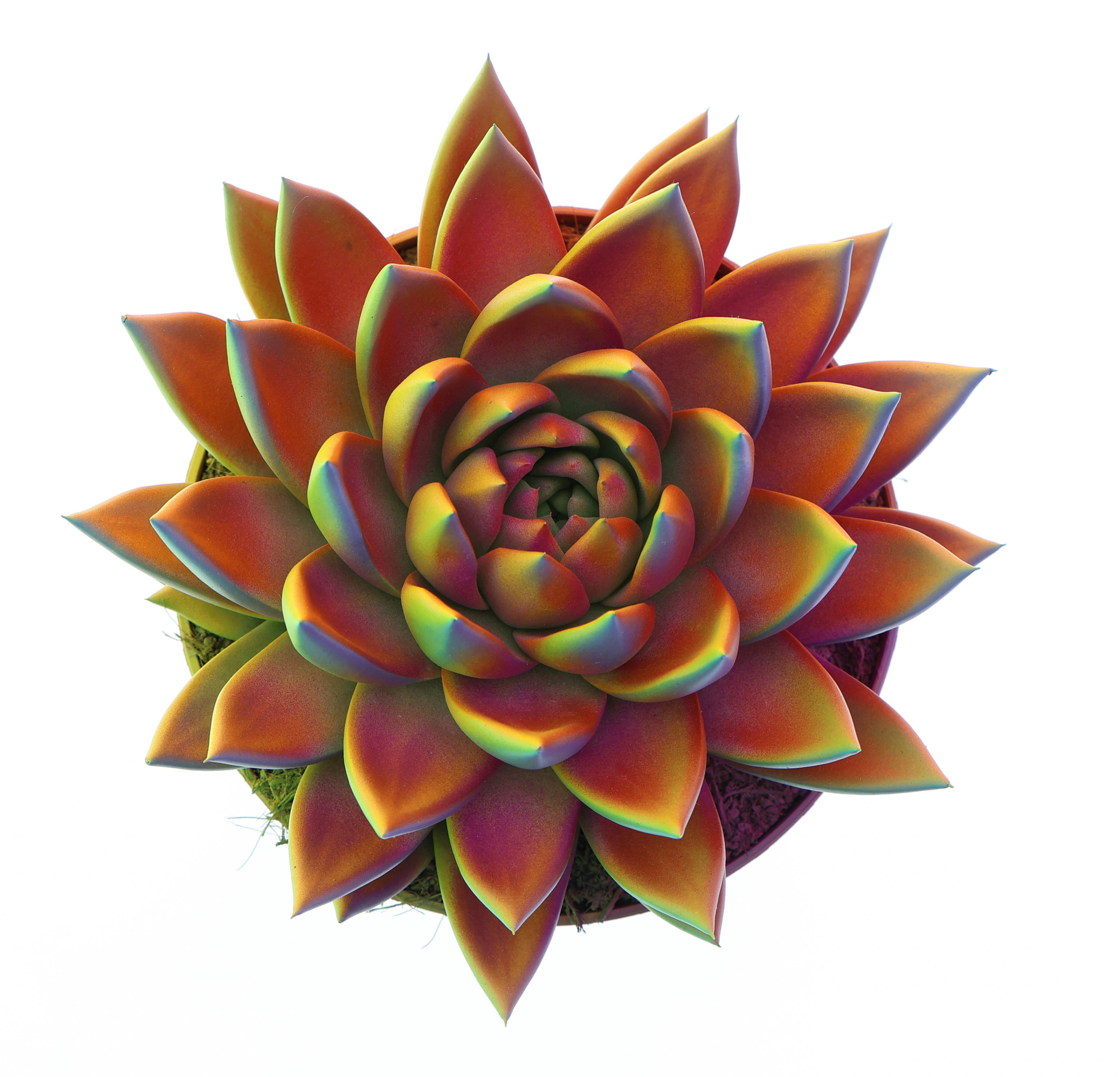 Miranda chameleon special, D 17