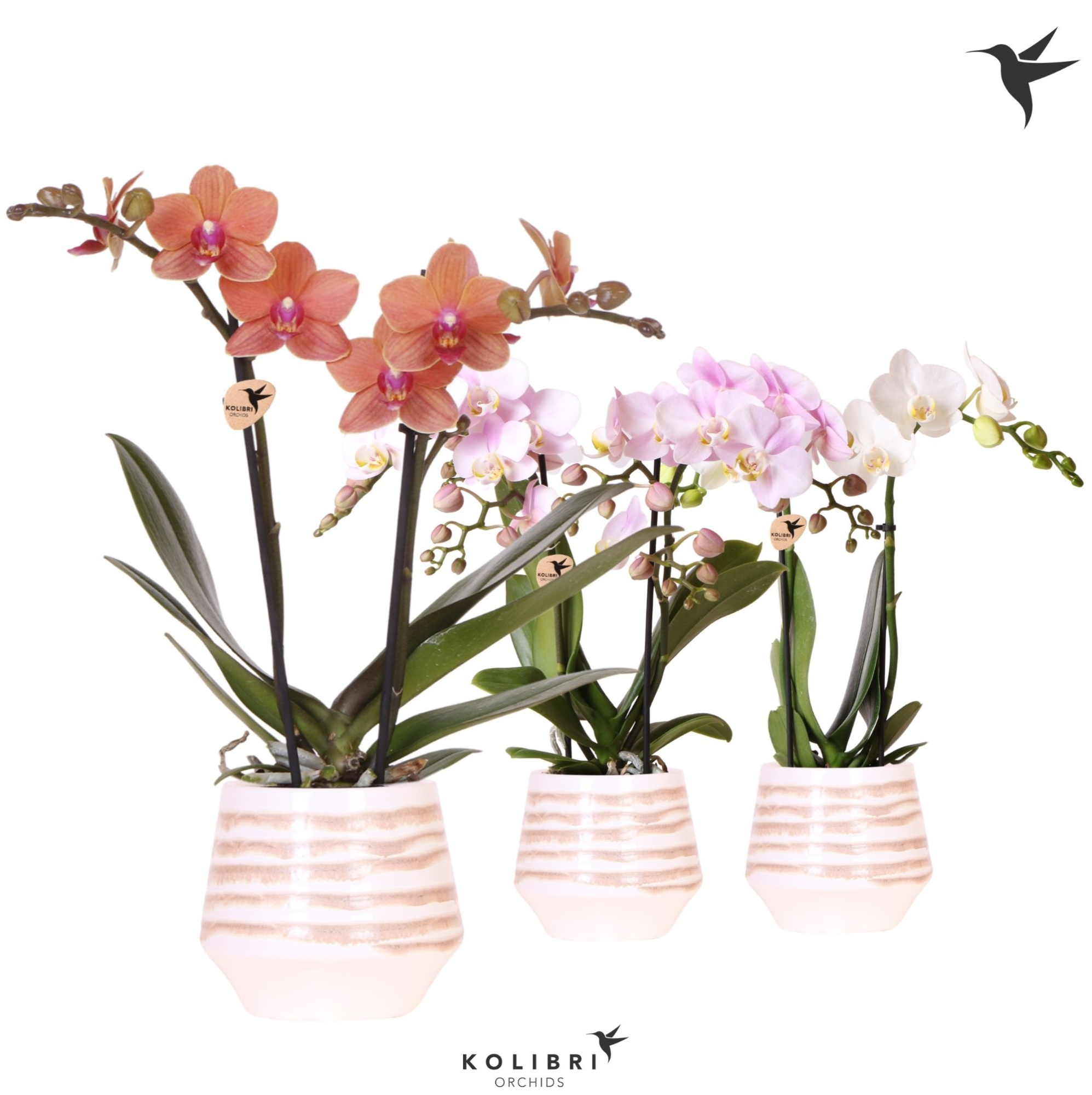 Kolibri Orchids Phalaenopsis mix 2 spike in Moonstone pot white, D 9