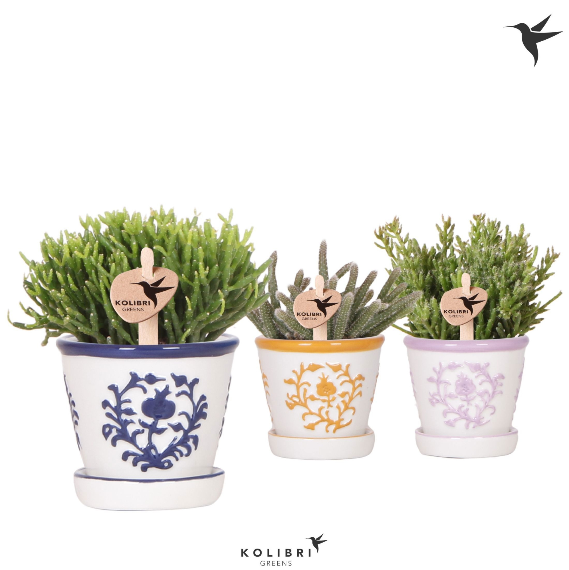 Kolibri Greens Rhipsalis mix in Malaga pot mix, D 6