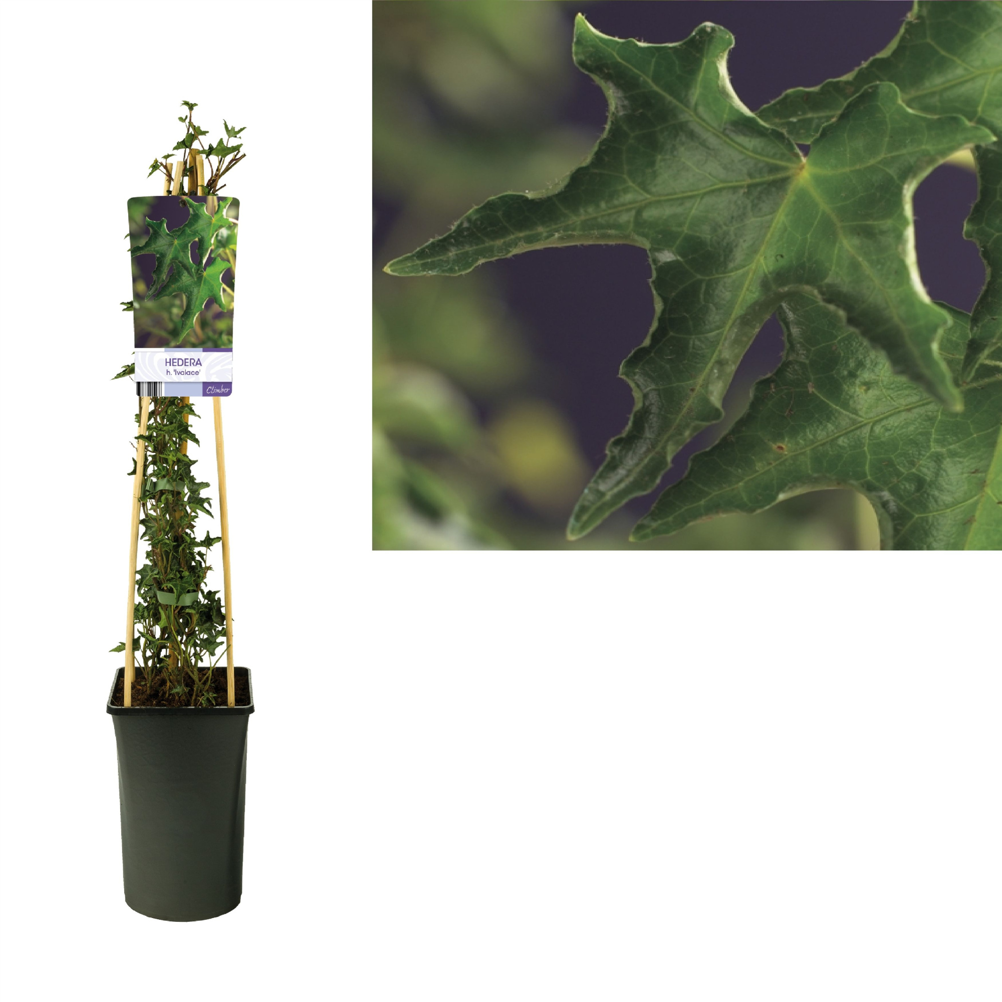 Hedera h. 'Ivalace' +light label, D 17