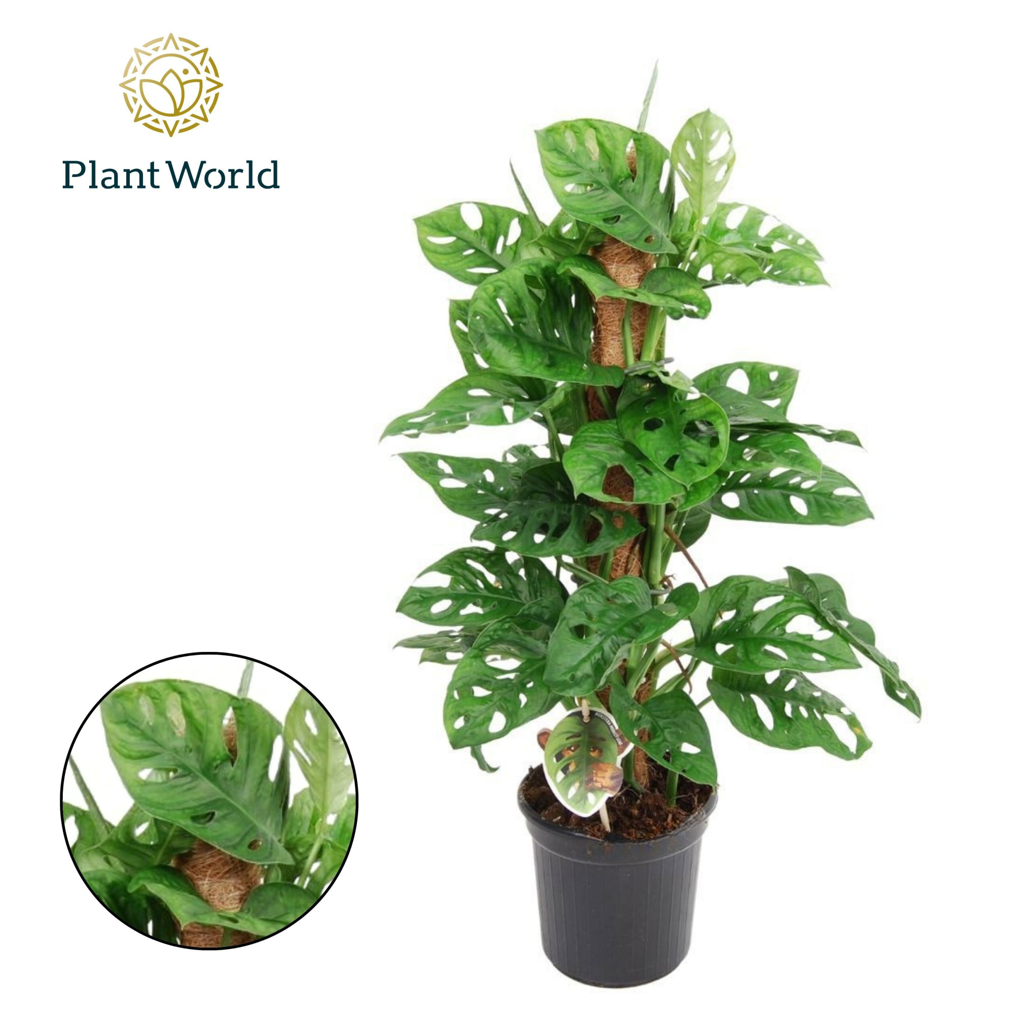 Monstera obliqua 'Monkey Leaf' Mosstok, D 16