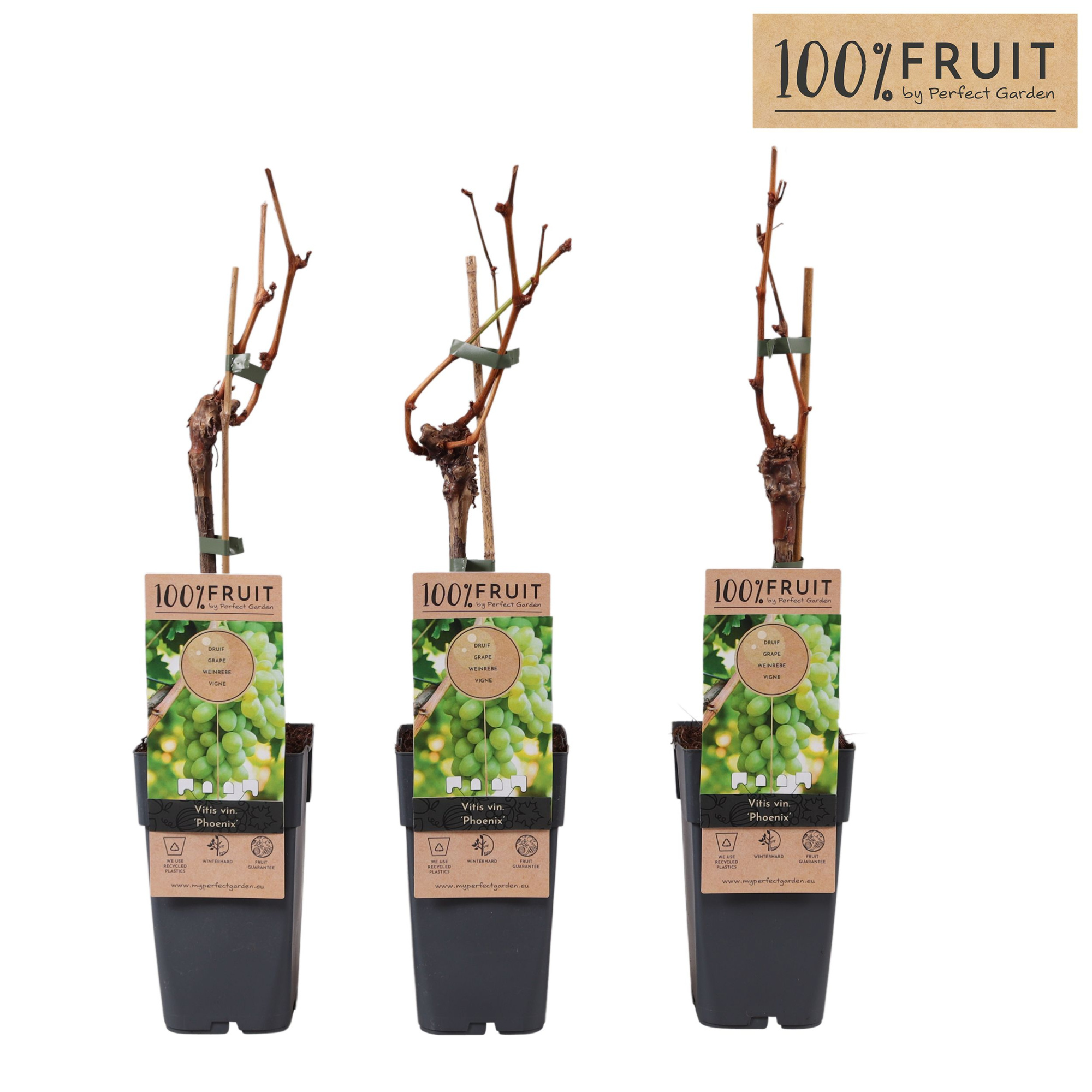 Vitis Phoenix (geënt) P15, D 15