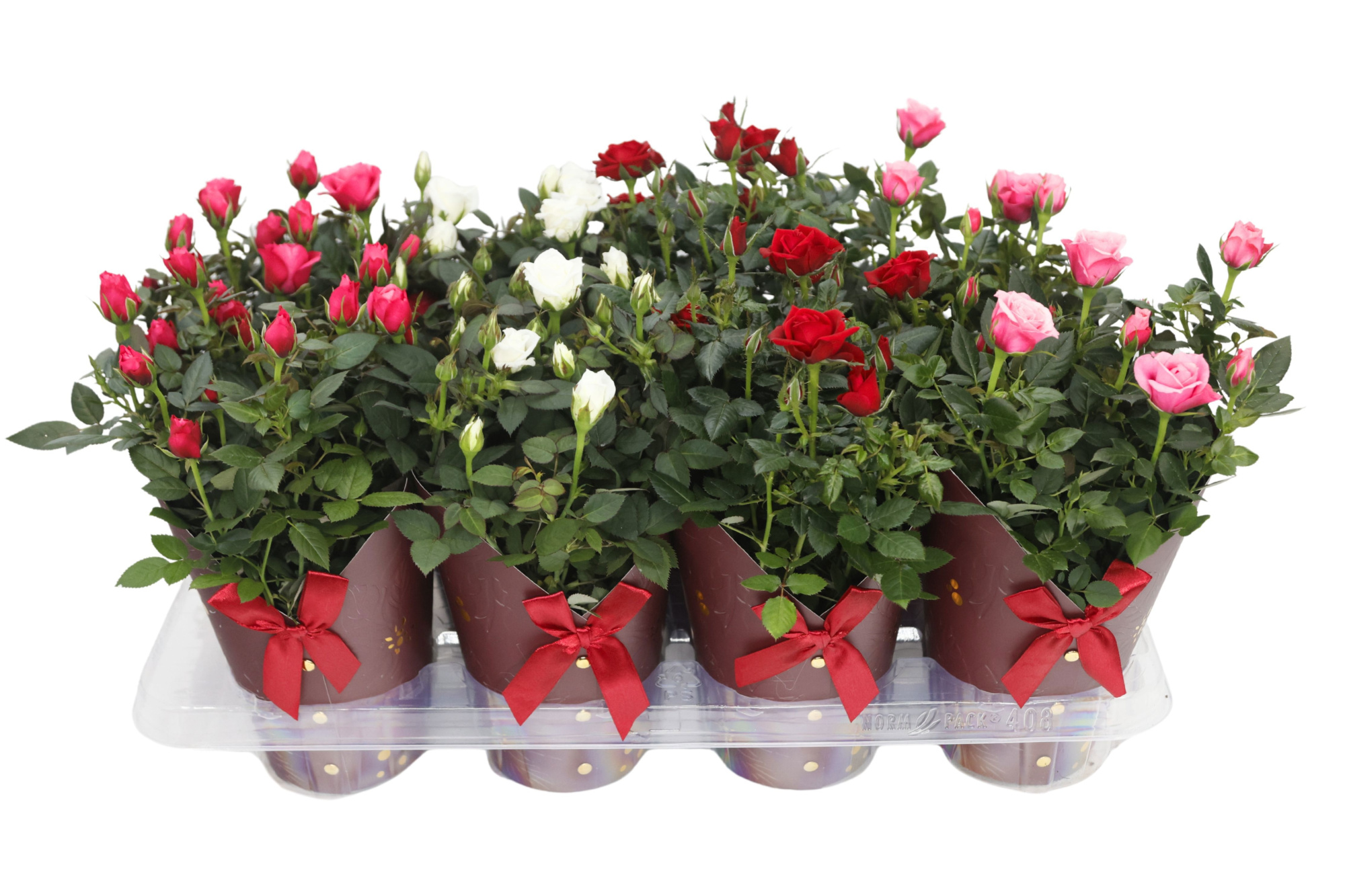 Potroos 12 cm - Gloria cover rood, D 12