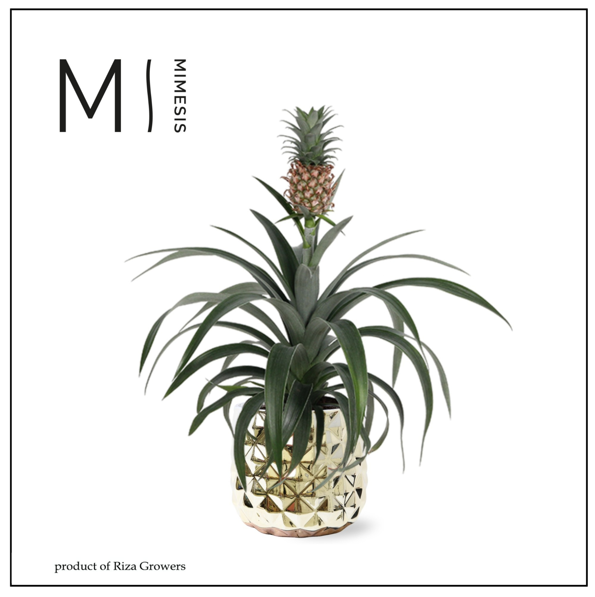 Ananas Mi Amigo - 13cm in Royal Crown | Mimesis, D 12