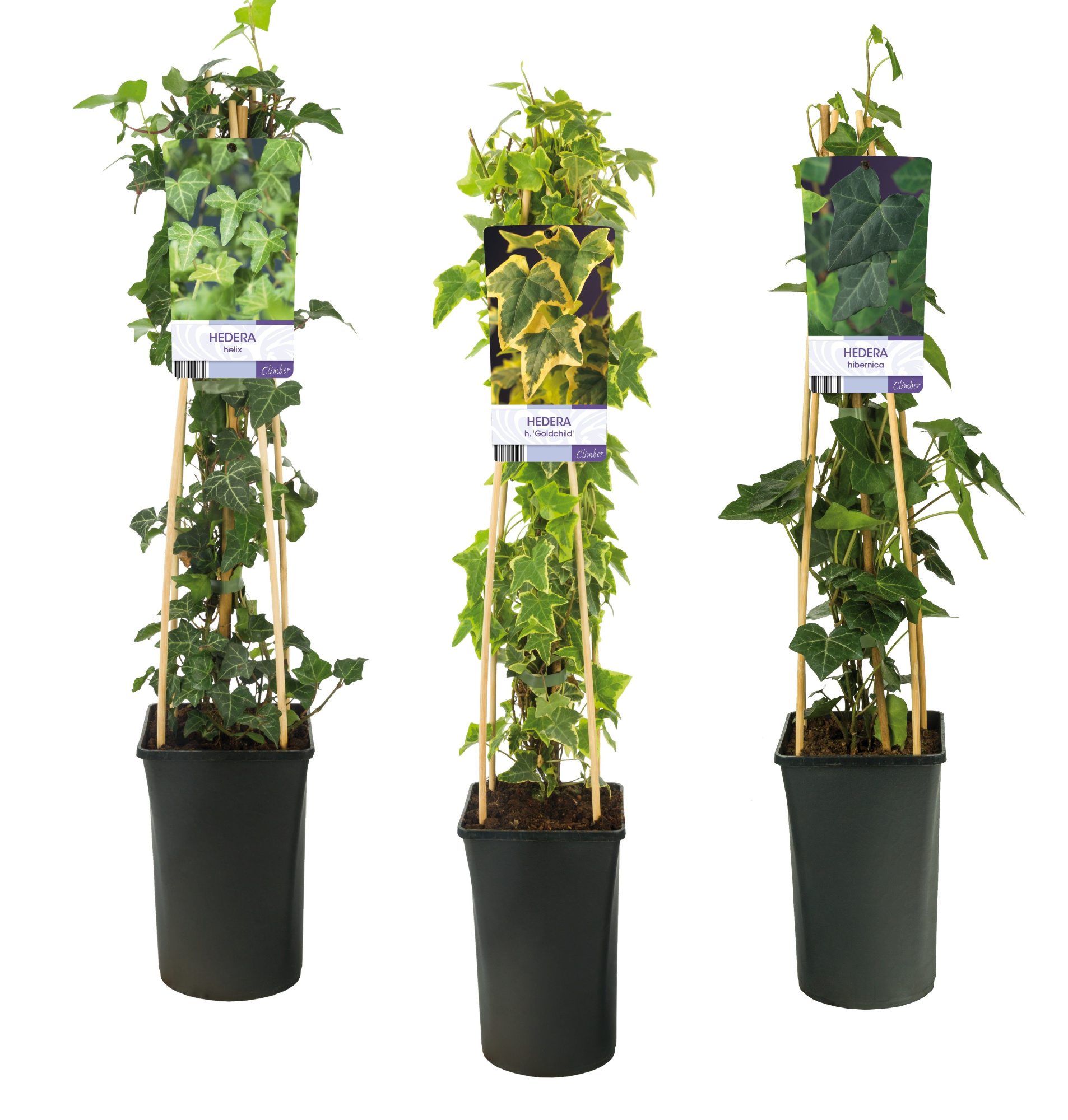 Mixtray Hedera +light label, D 17