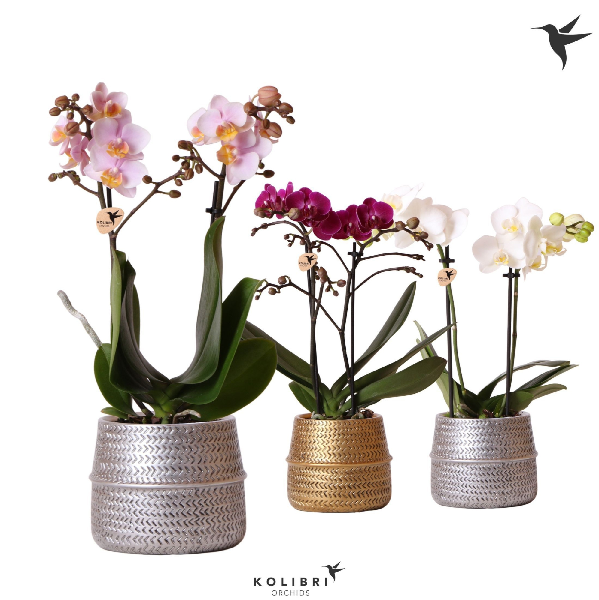 Kolibri Orchids Phalaenopsis mix 2 spike in Groove pot mix, D 9