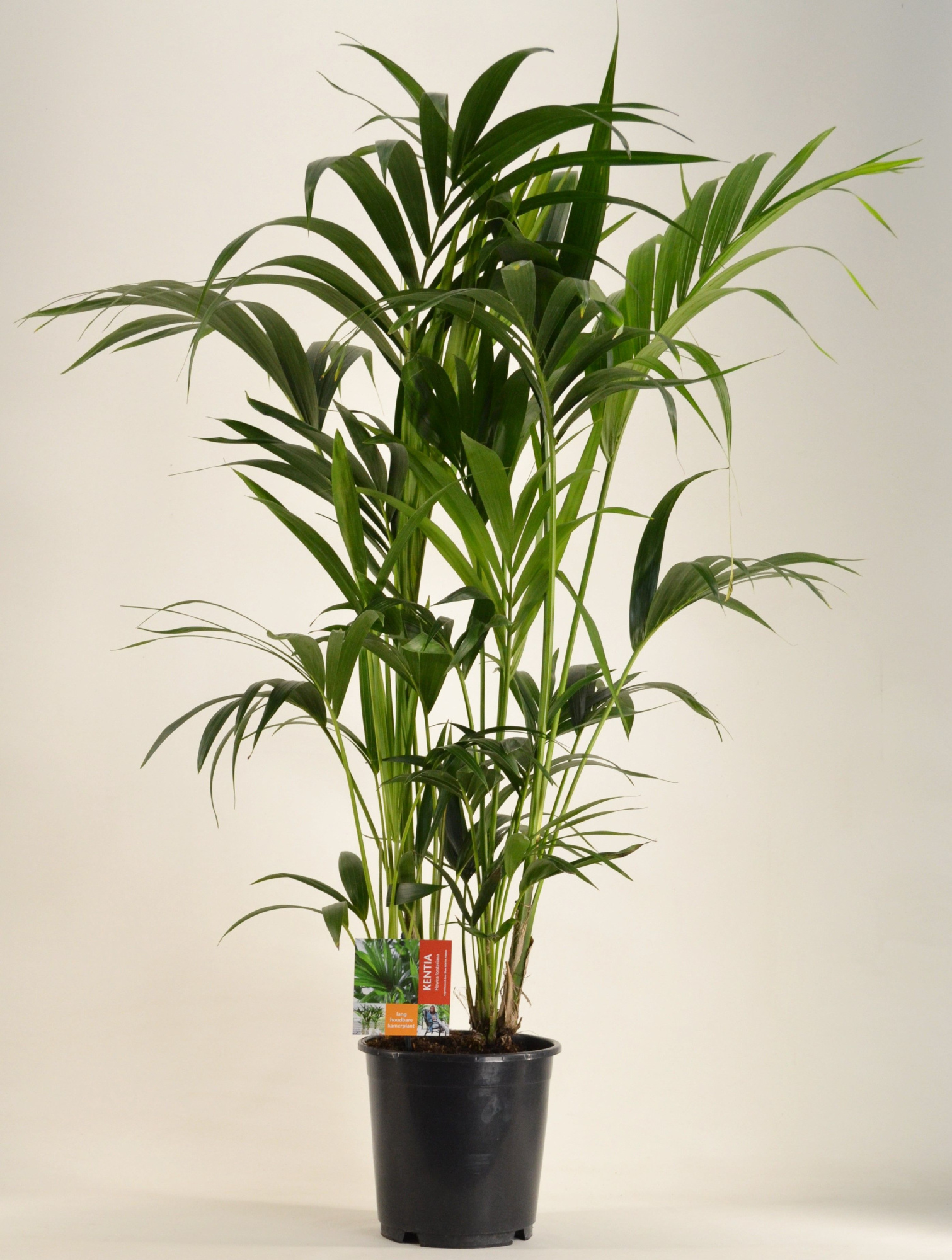 KENTIA - P24 H130 - 8PP (Howea forsteriana), D 24