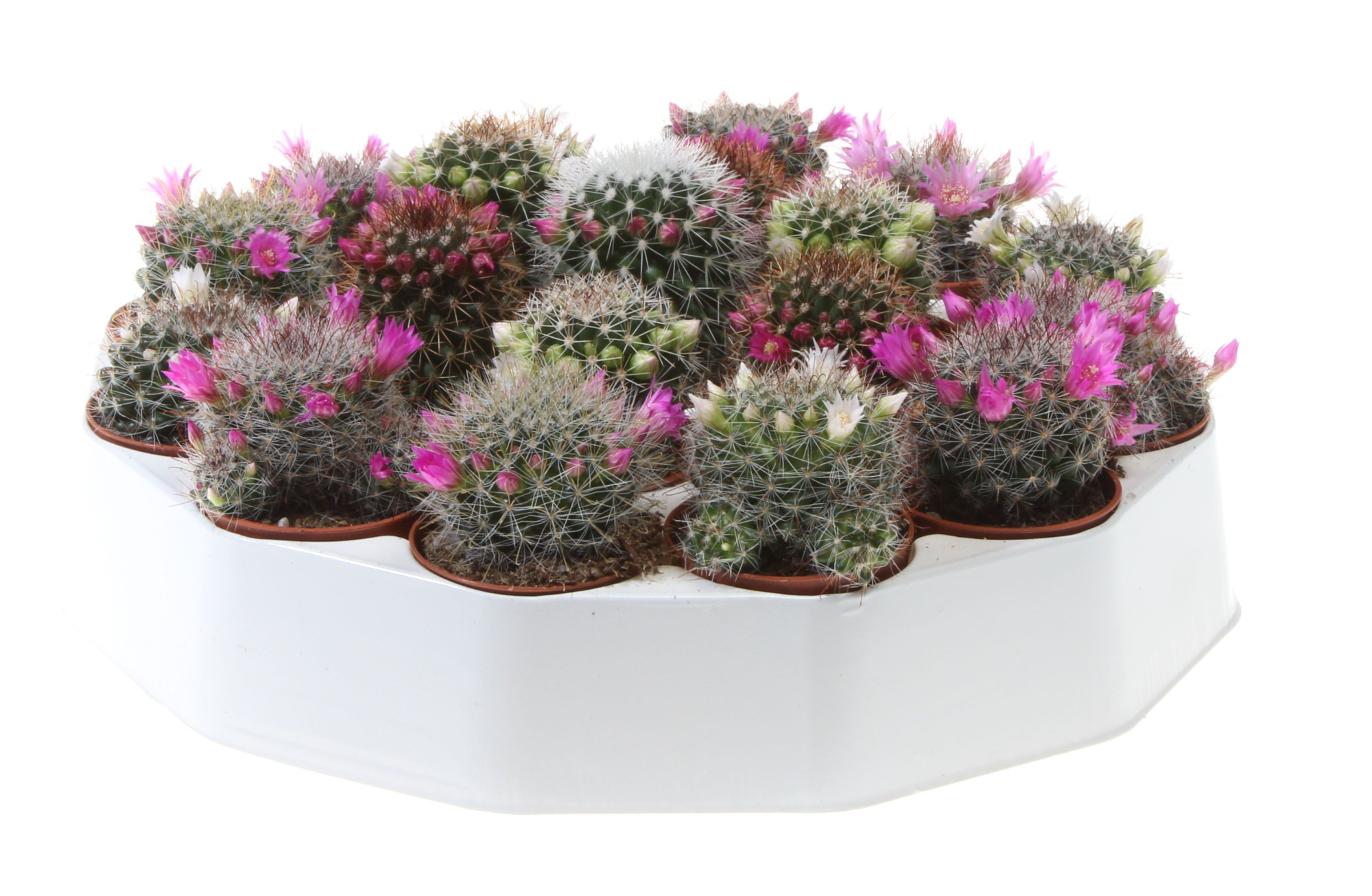 Mammillaria bloei mix rondo, D 5,5