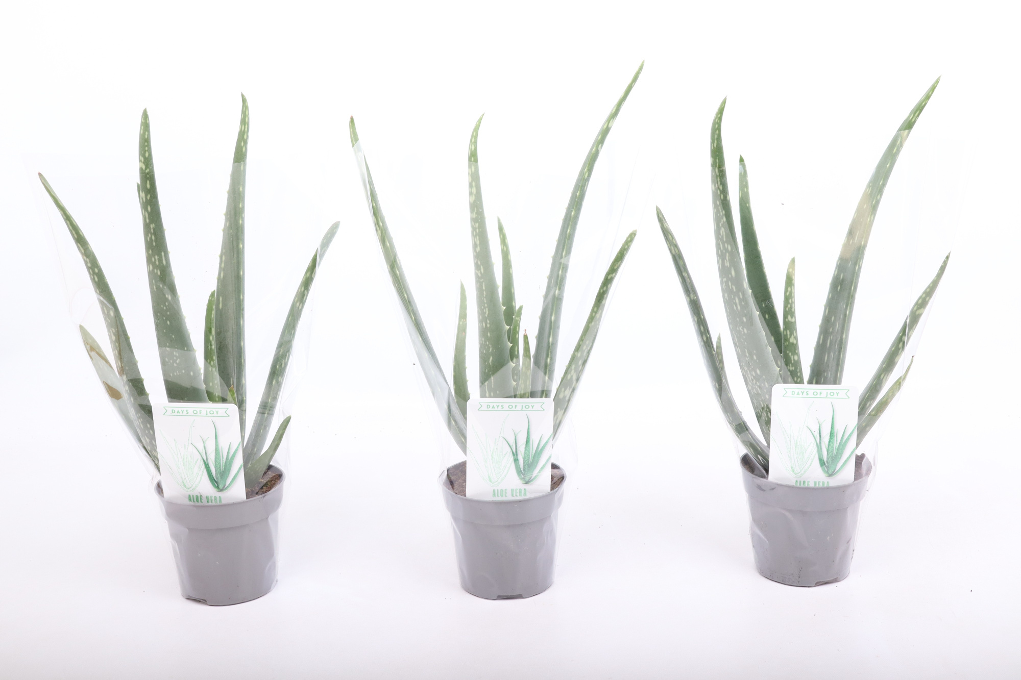 Aloë Vera XL, D 10,5