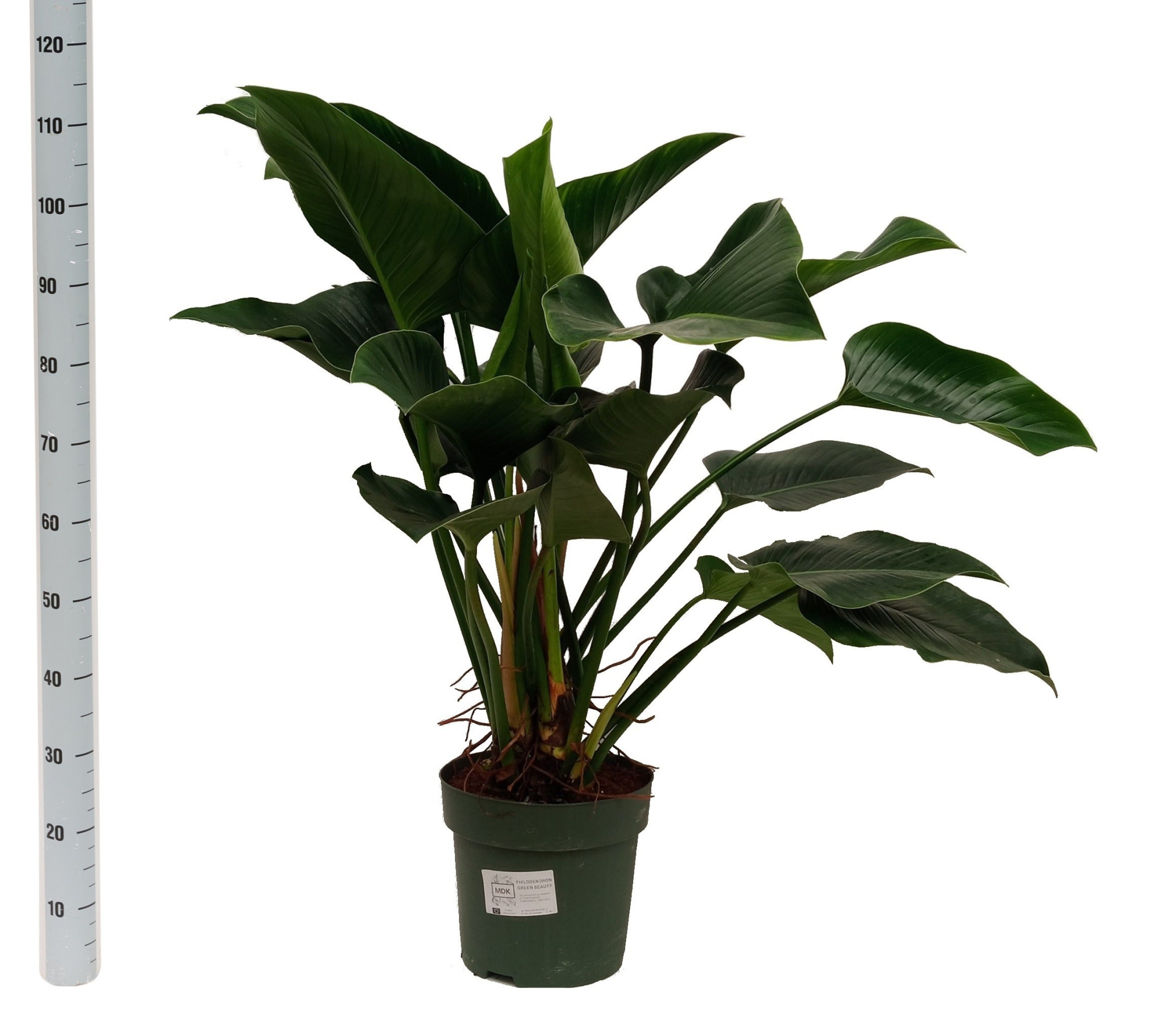 Philodendron Green Beauty (Bark), D 30