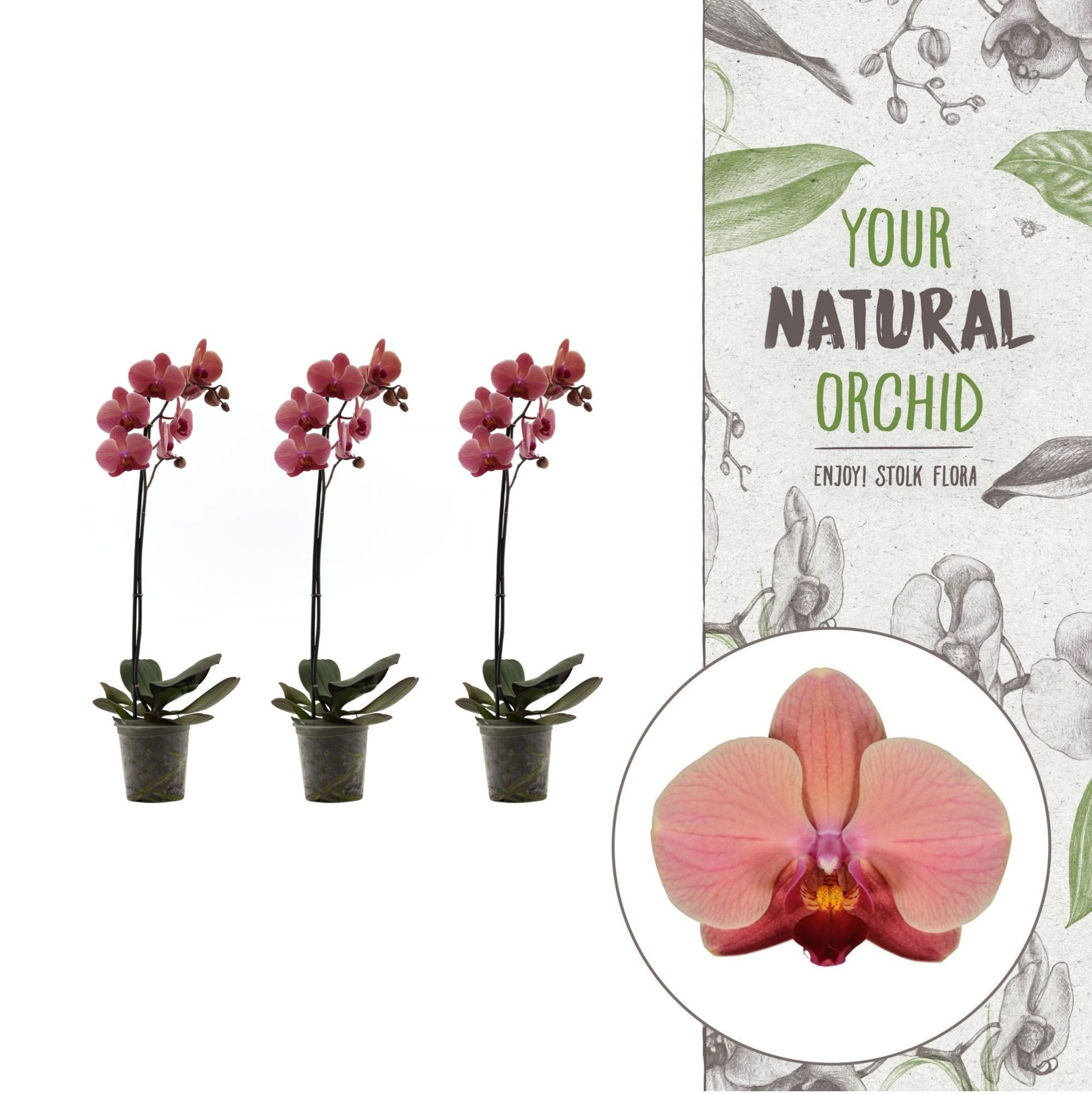 Your Natural Orchid | Orange | Phalaenopsis 1 spike, D 12