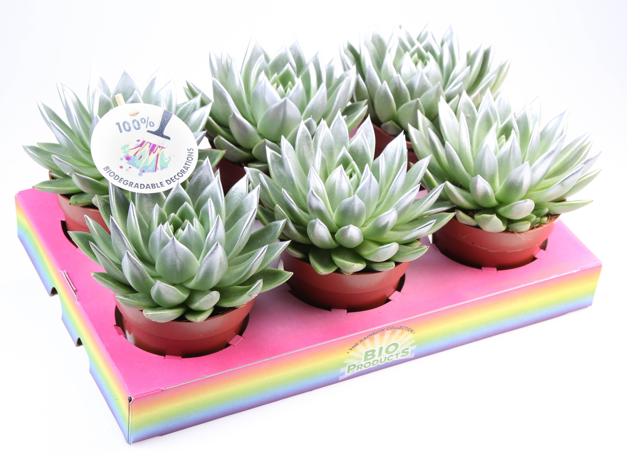 Miranda silver tips, D 12