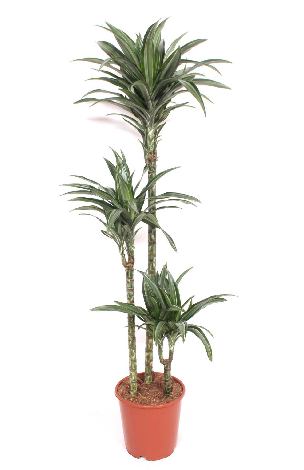 Dracaena Ulises 90-60-30, D 24 cm