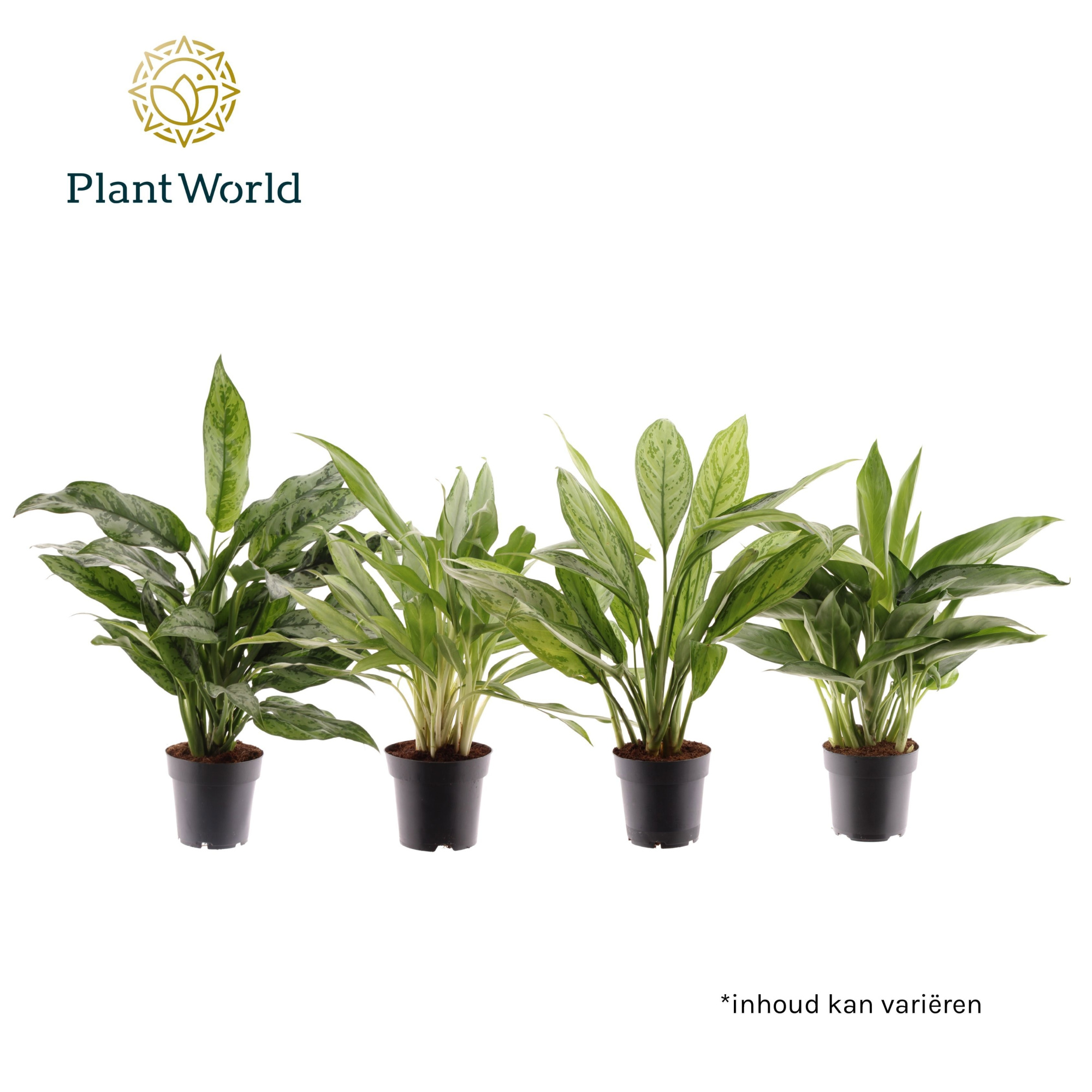 Aglaonema gemengd, D 14