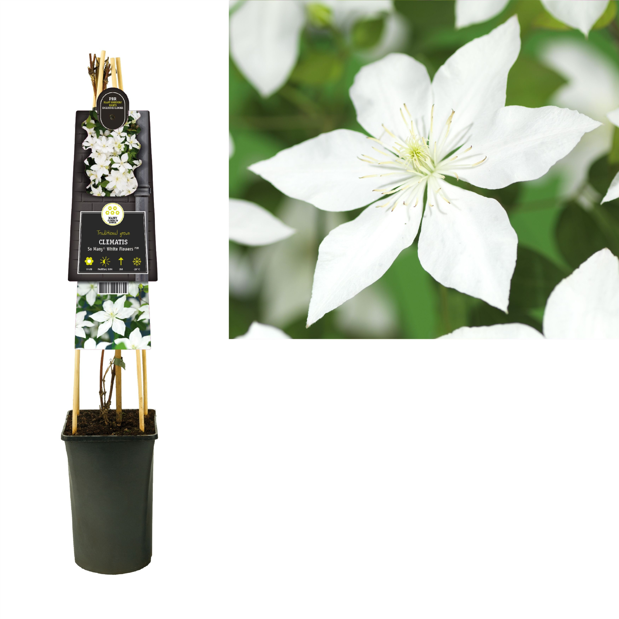 Clematis So Many® White Flowers PBR +3.0 label, D 17