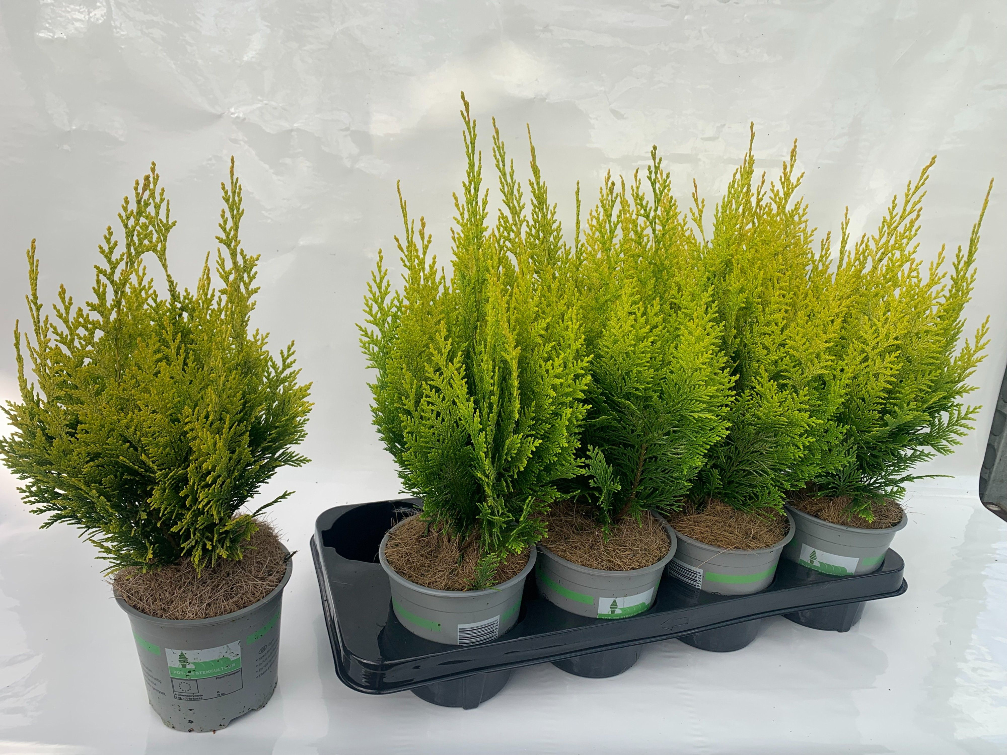 Cham. laws Ivonne, D 13