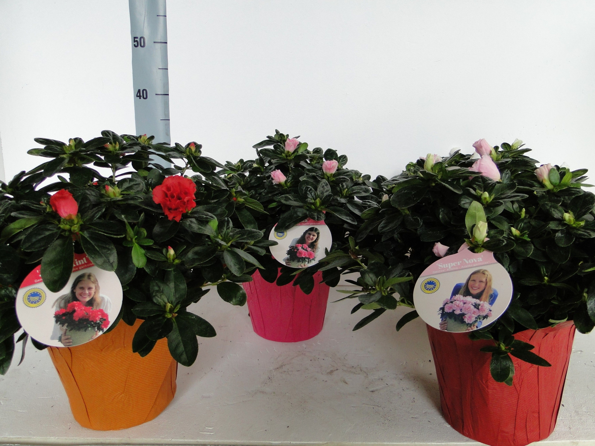 GHENT AZALEA YOUNG STARS POT 15 PAPERCUP, D 15