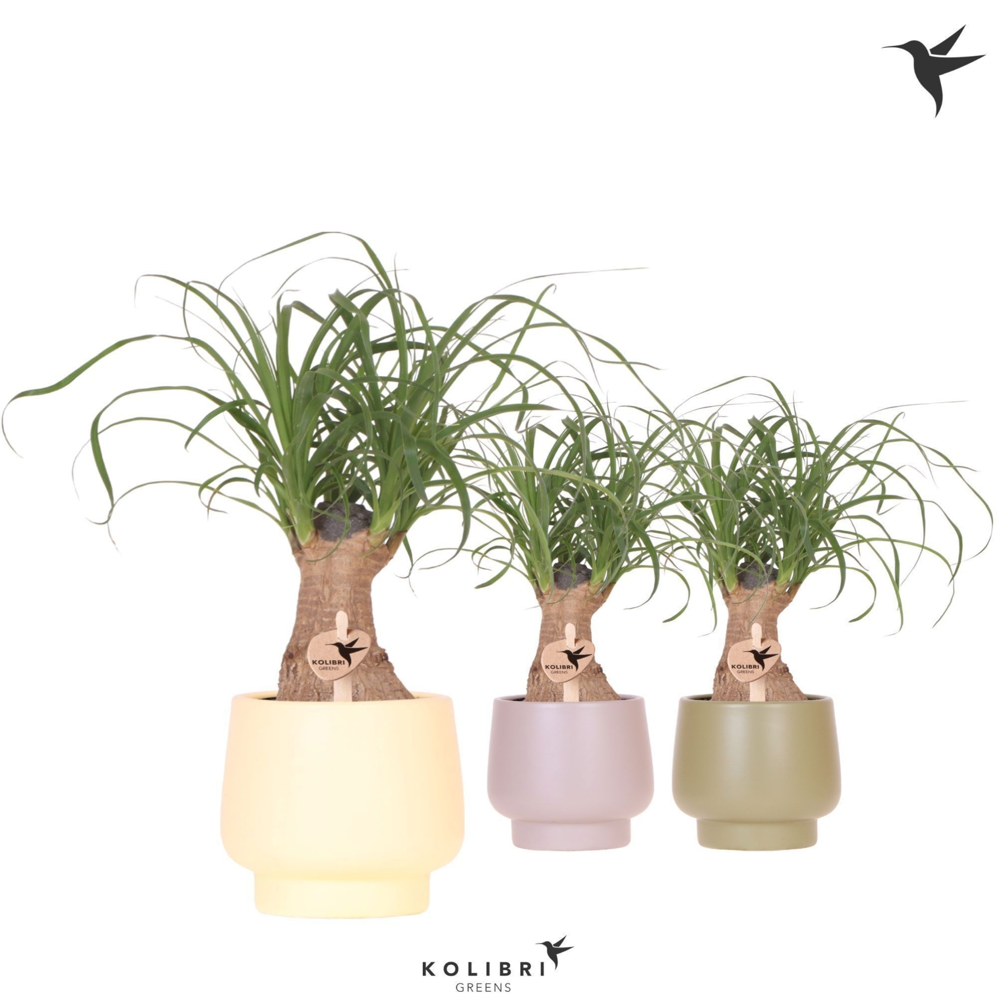 Kolibri Greens Beaucarnea in Scandic pot green mix, D 9